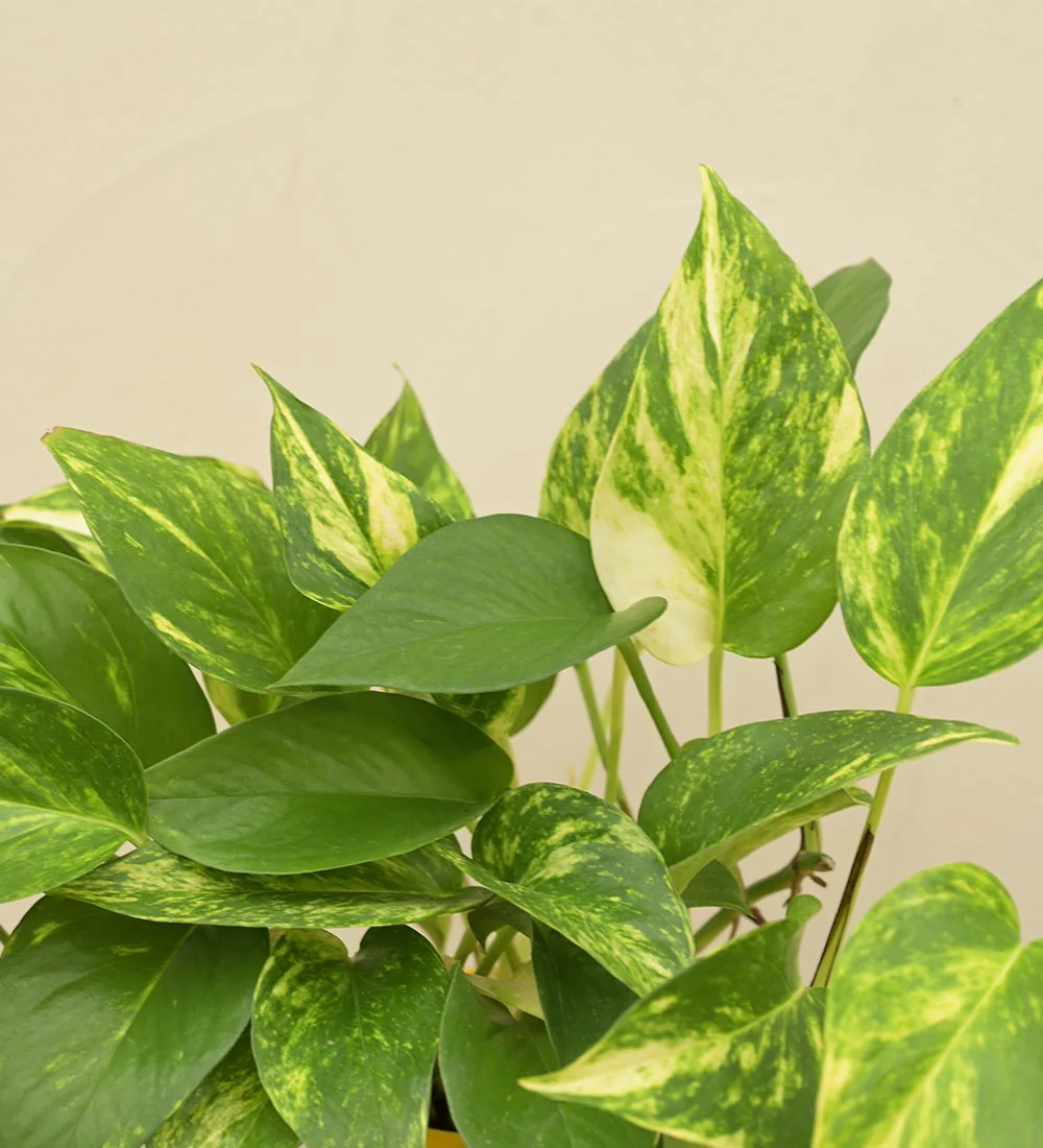 Money Plant Variegated Gift Hamper - Image 3