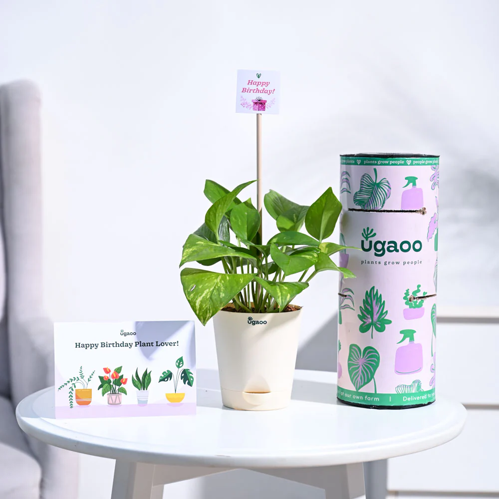 Money Plant Variegated Birthday Gift Hamper - Image 4