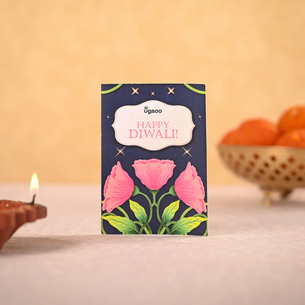 Money Plant Variegated & Phool Diwali Gift Hamper - Image 4
