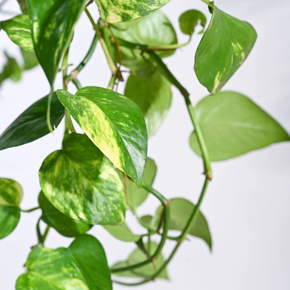 Money Plant Variegated With Hanging Pot - Image 2