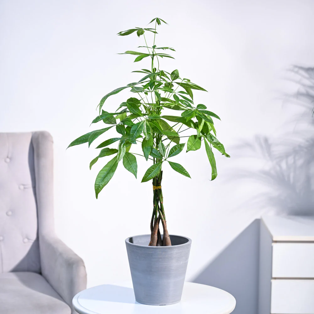 Money Tree