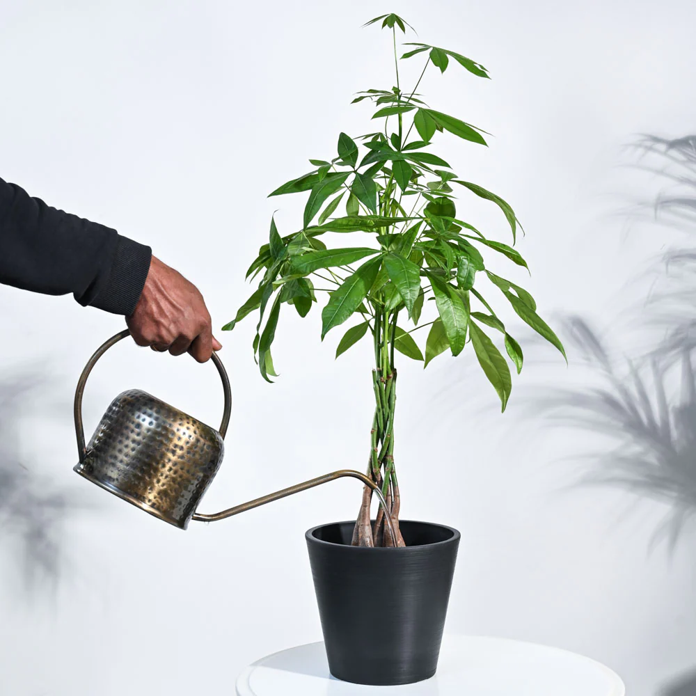 Money Tree - Image 13