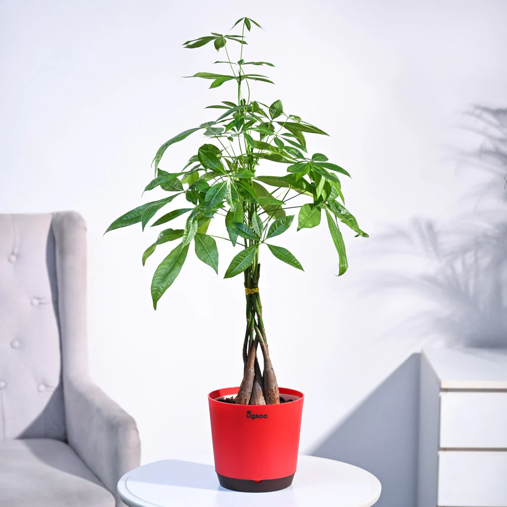 Money Tree - Image 20