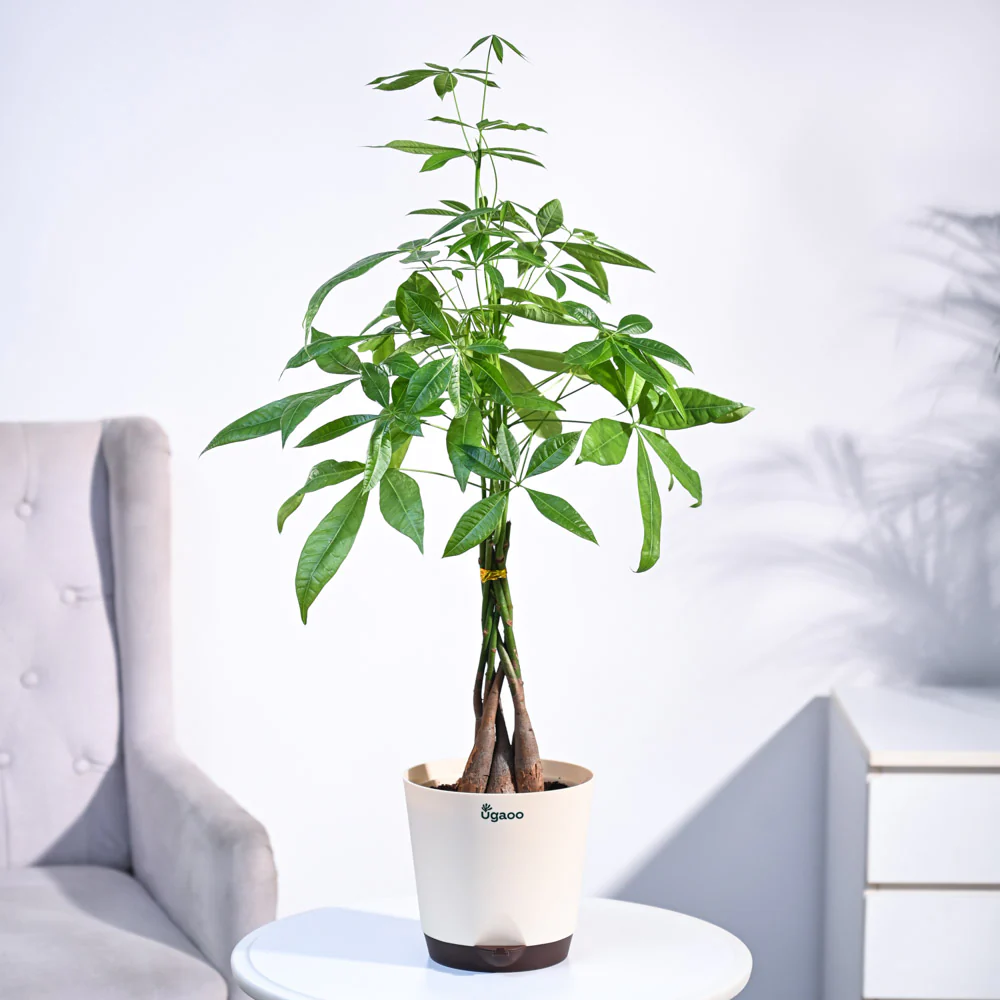 Money Tree - Image 4