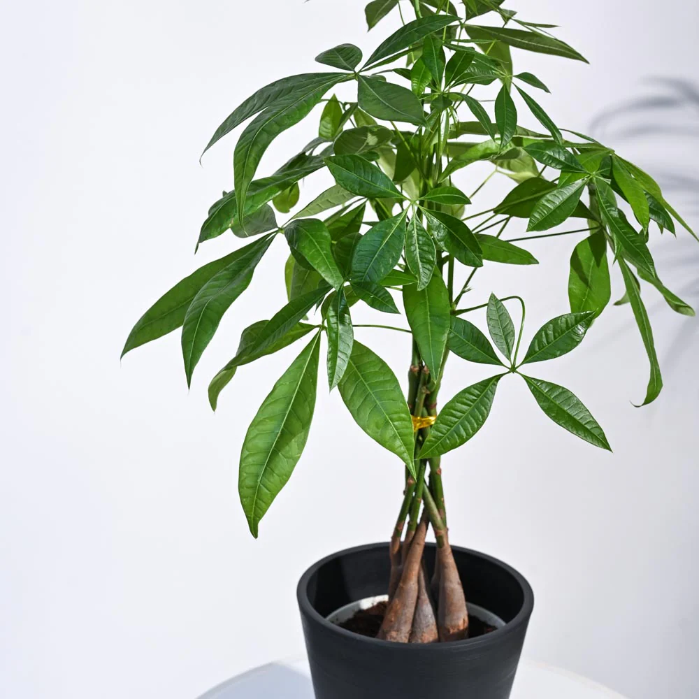 Money Tree - Image 46