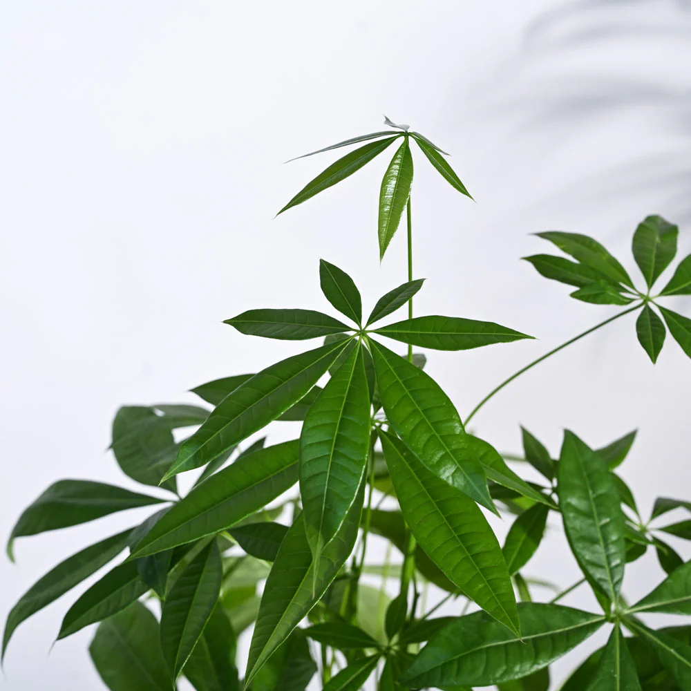 Money Tree - Image 5
