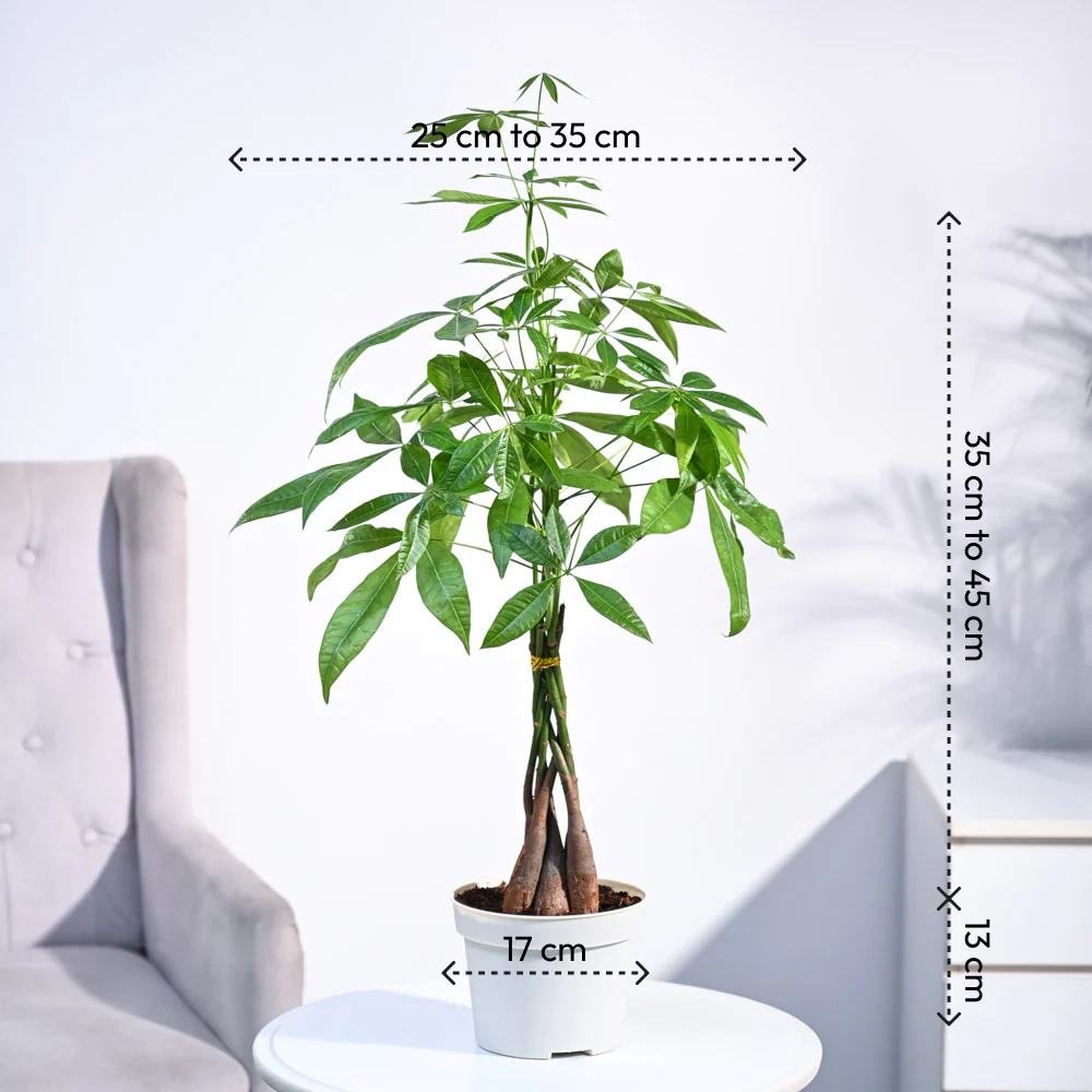 Money Tree - Image 52