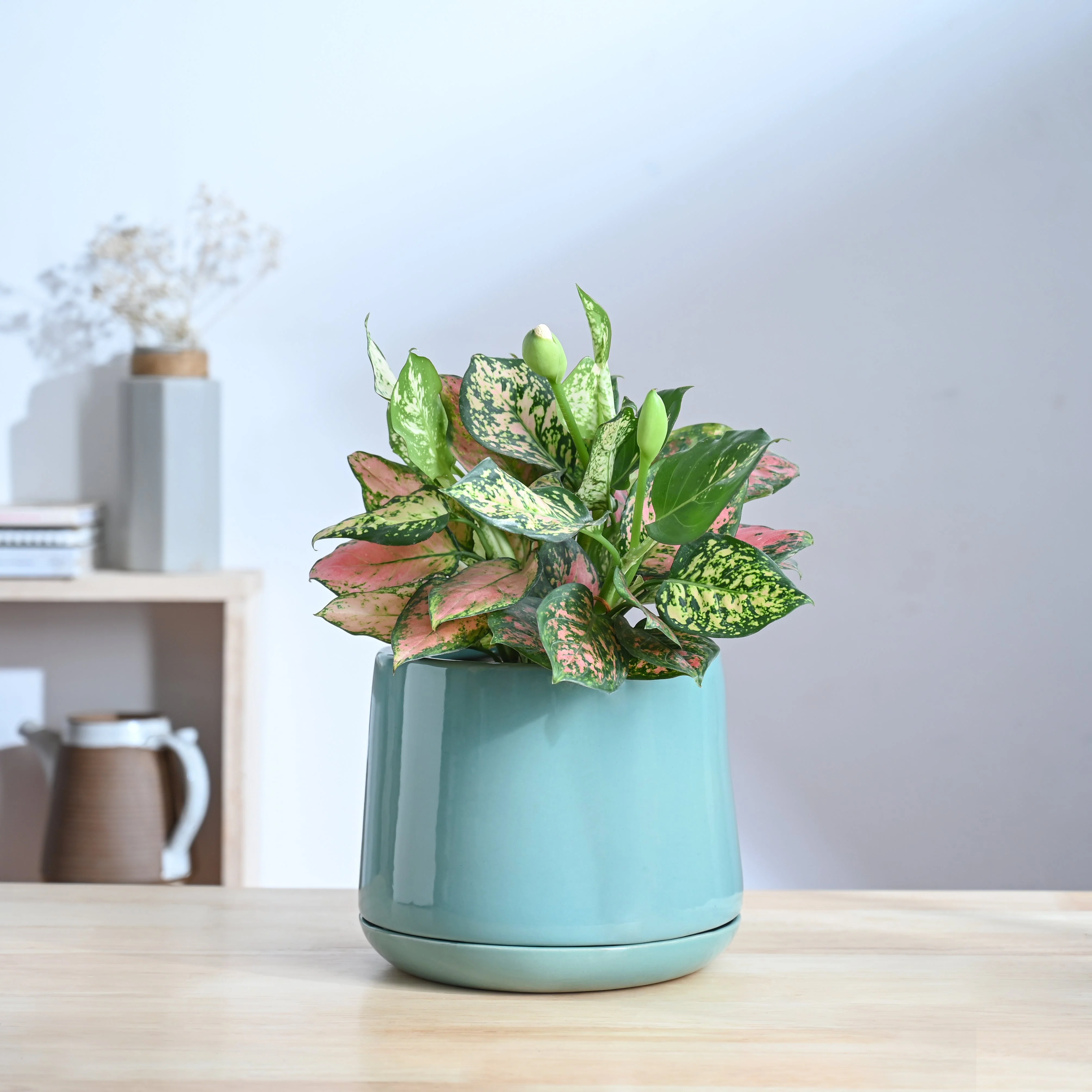 Monsoon Medley Ceramic Planter - Image 17