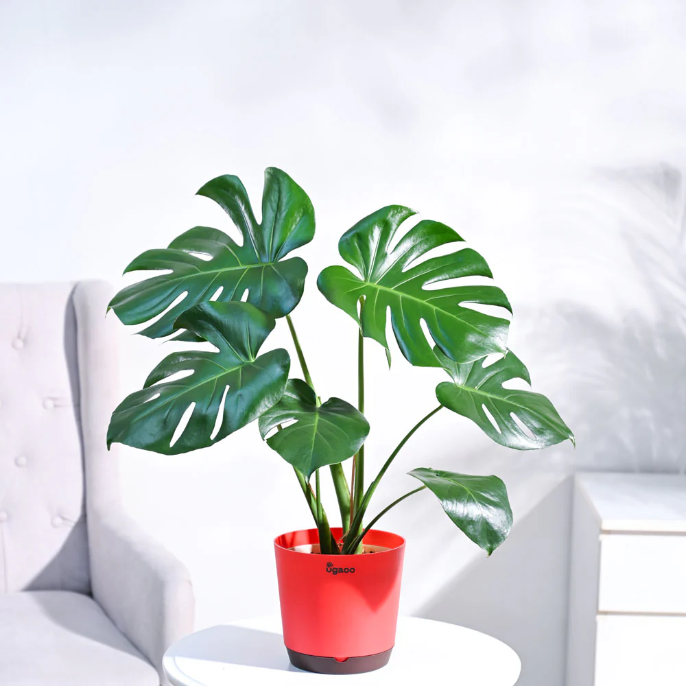 Monstera Deliciosa Plant - Image 10