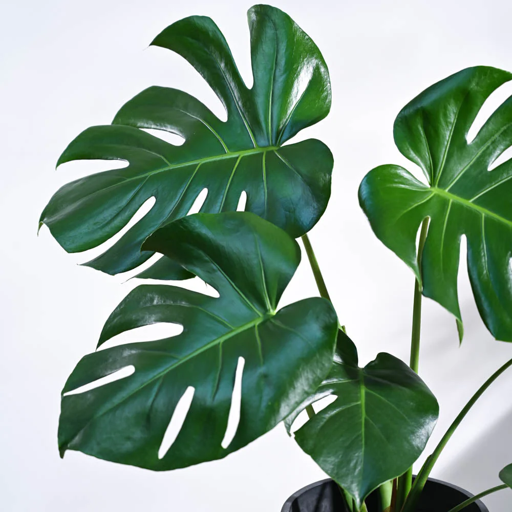 Monstera Deliciosa Plant - Image 17