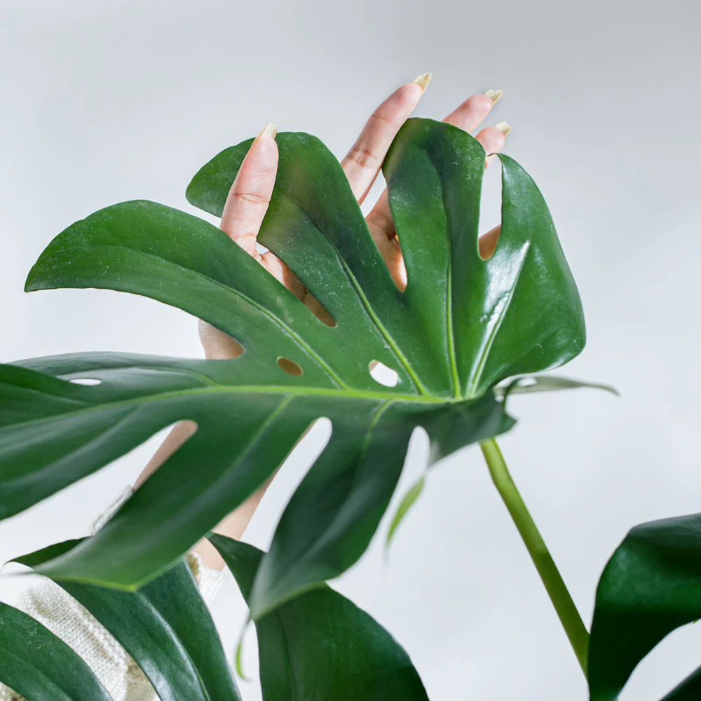 Monstera Deliciosa Plant - Image 20