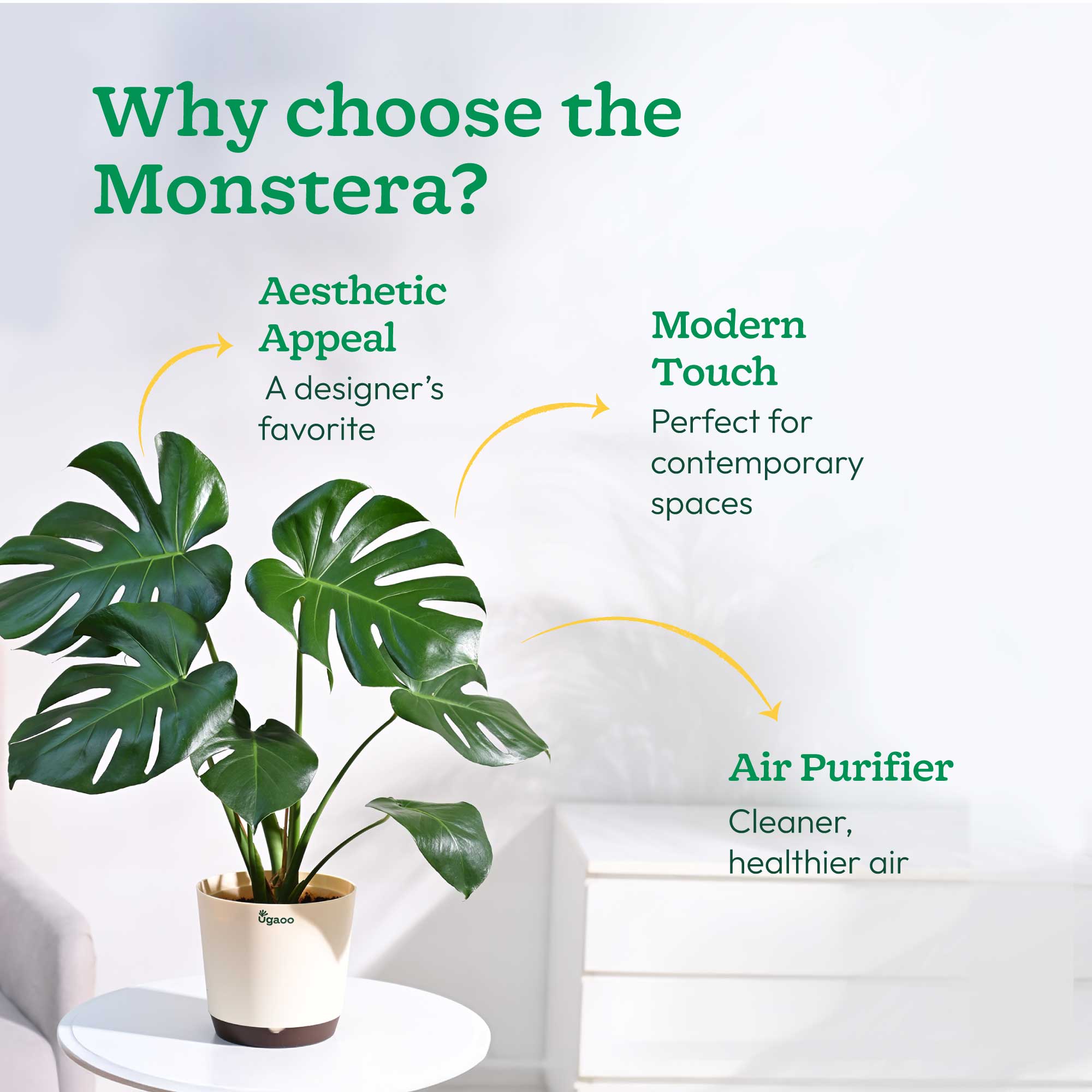 Monstera Deliciosa Plant - Image 59