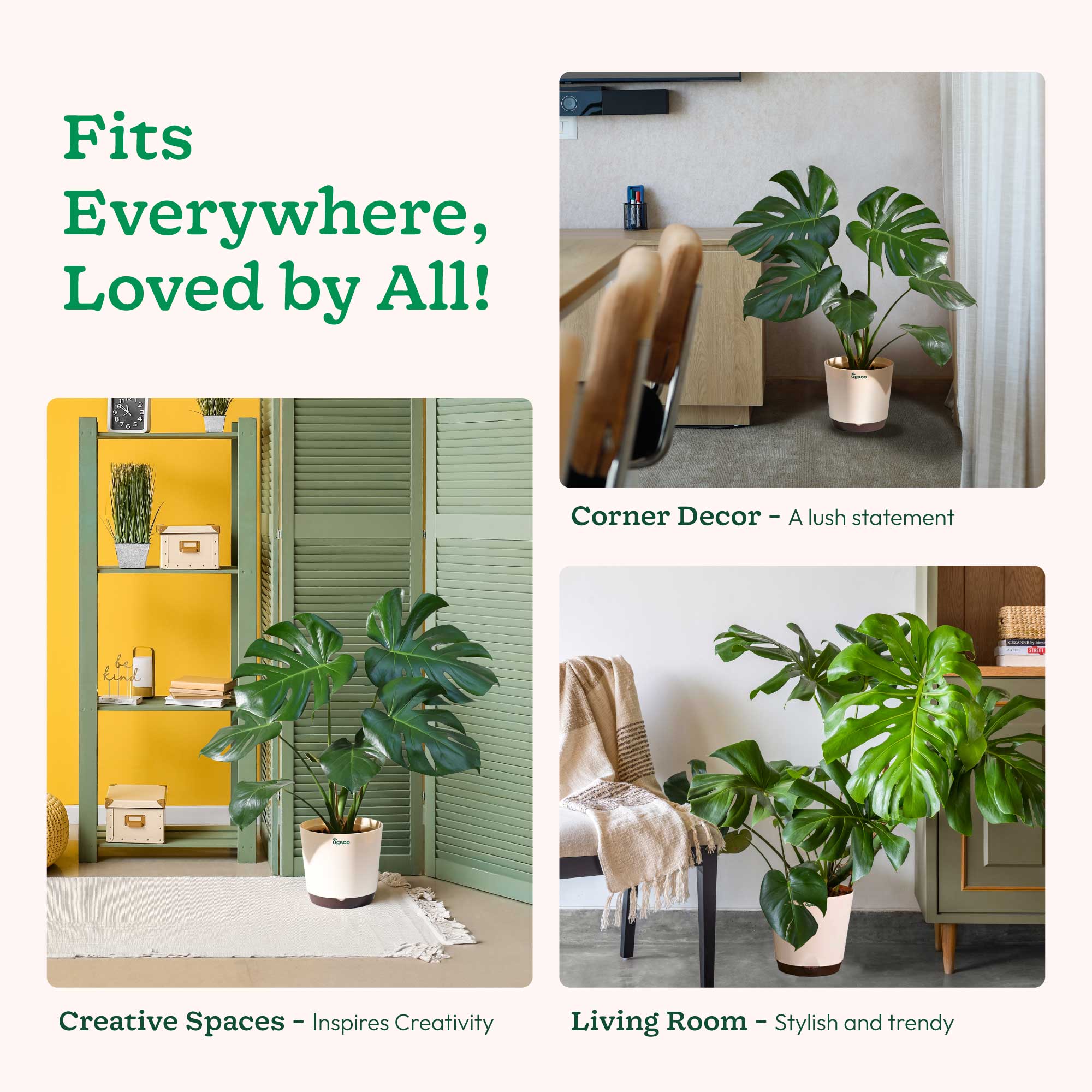 Monstera Deliciosa Plant - Image 60
