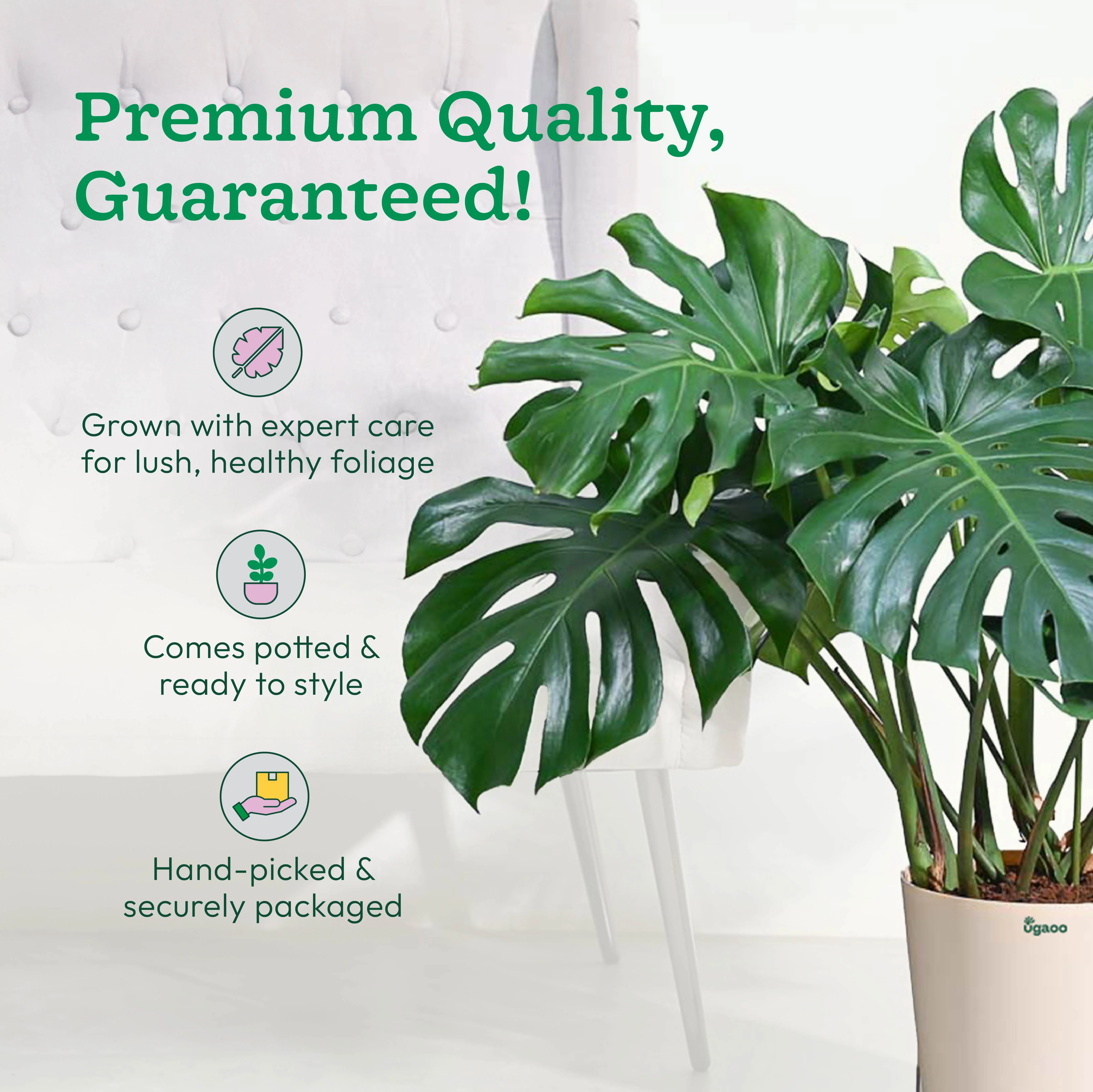 Monstera Deliciosa Plant - XL - Image 7