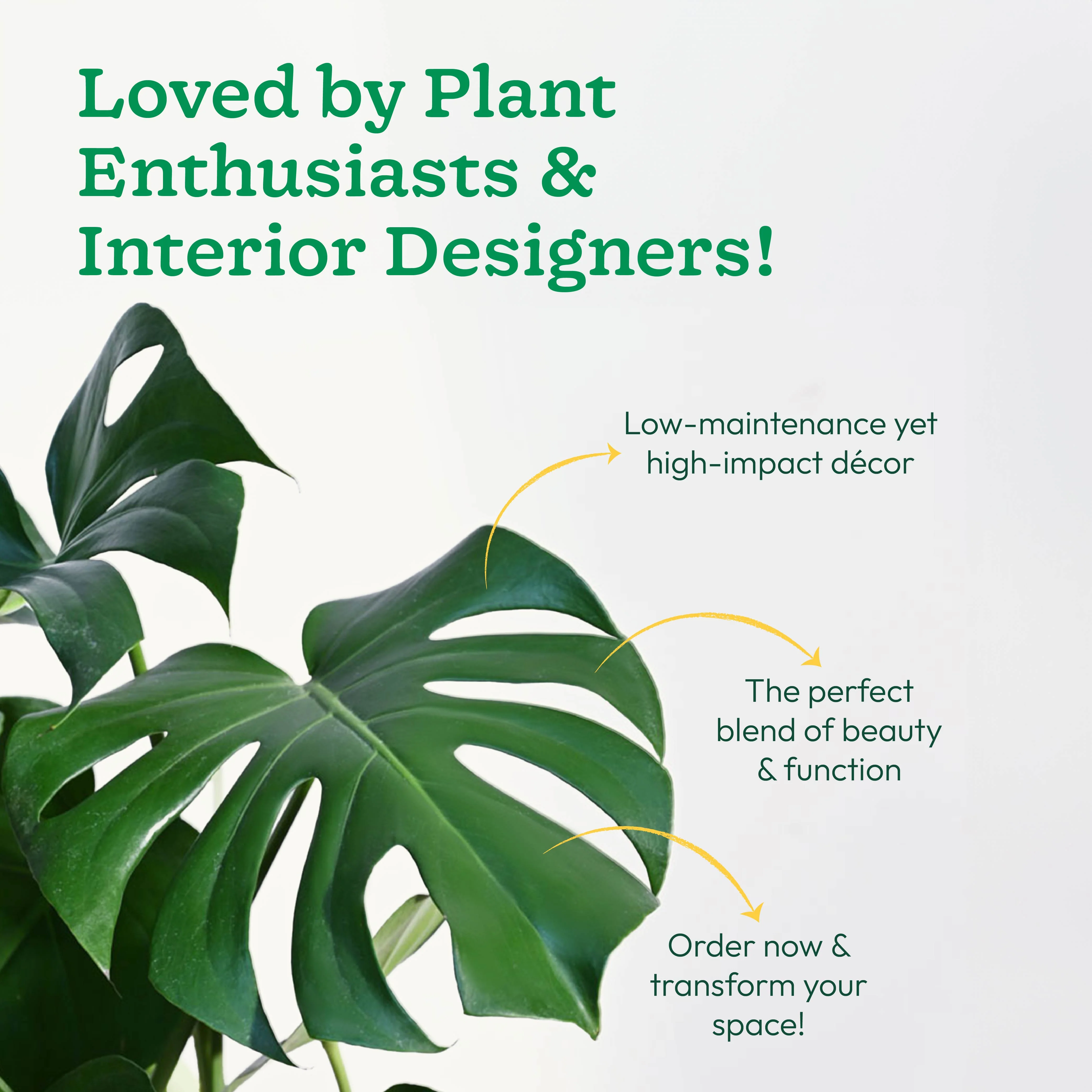 Monstera Deliciosa Plant - XL - Image 8