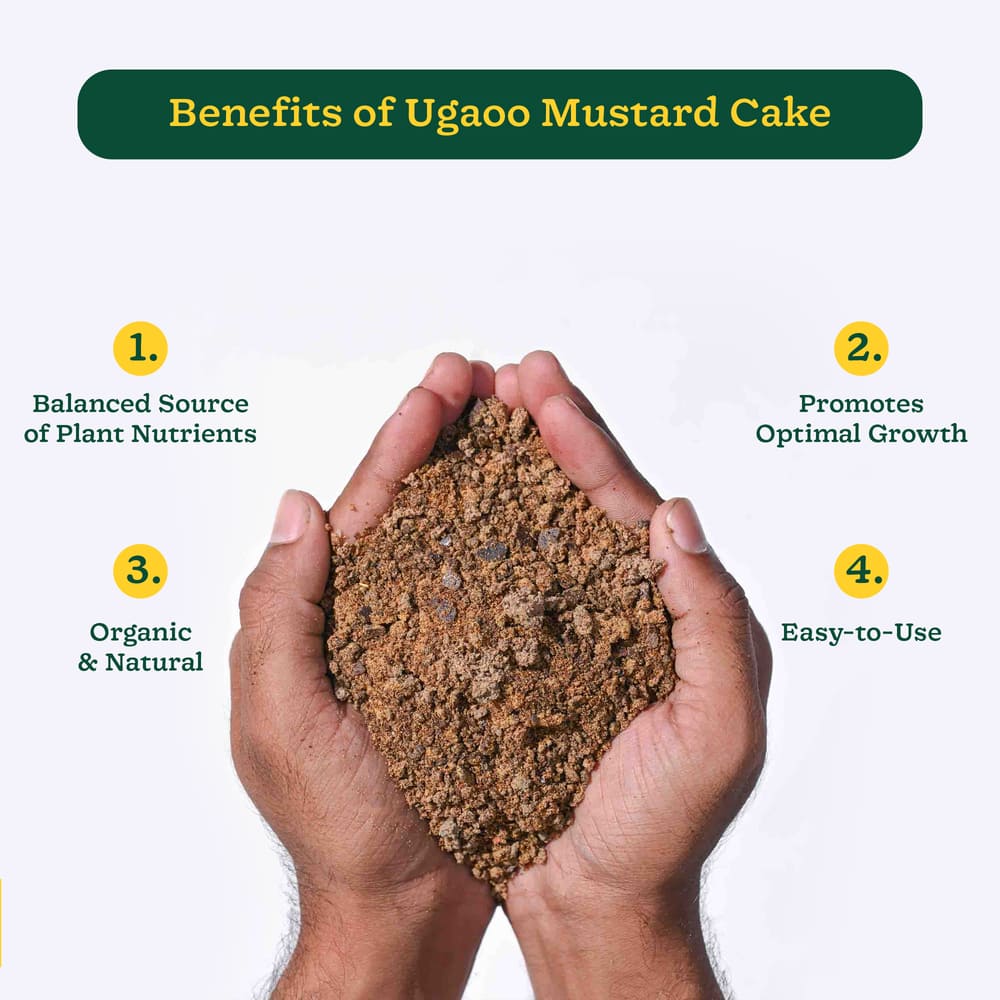 Mustard Cake Powder - Image 3