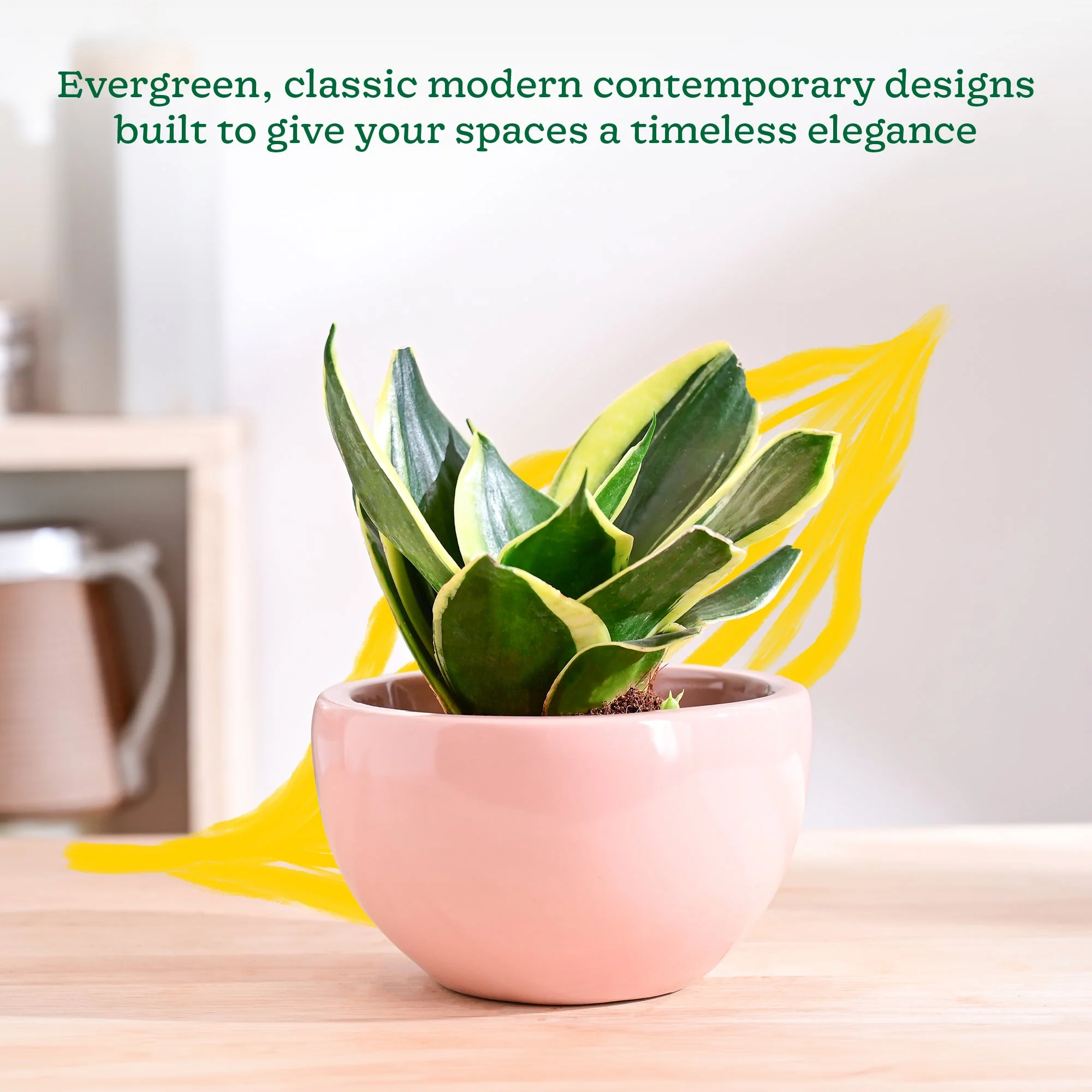 Nature's Hum Fat Ceramic Planter - Image 34