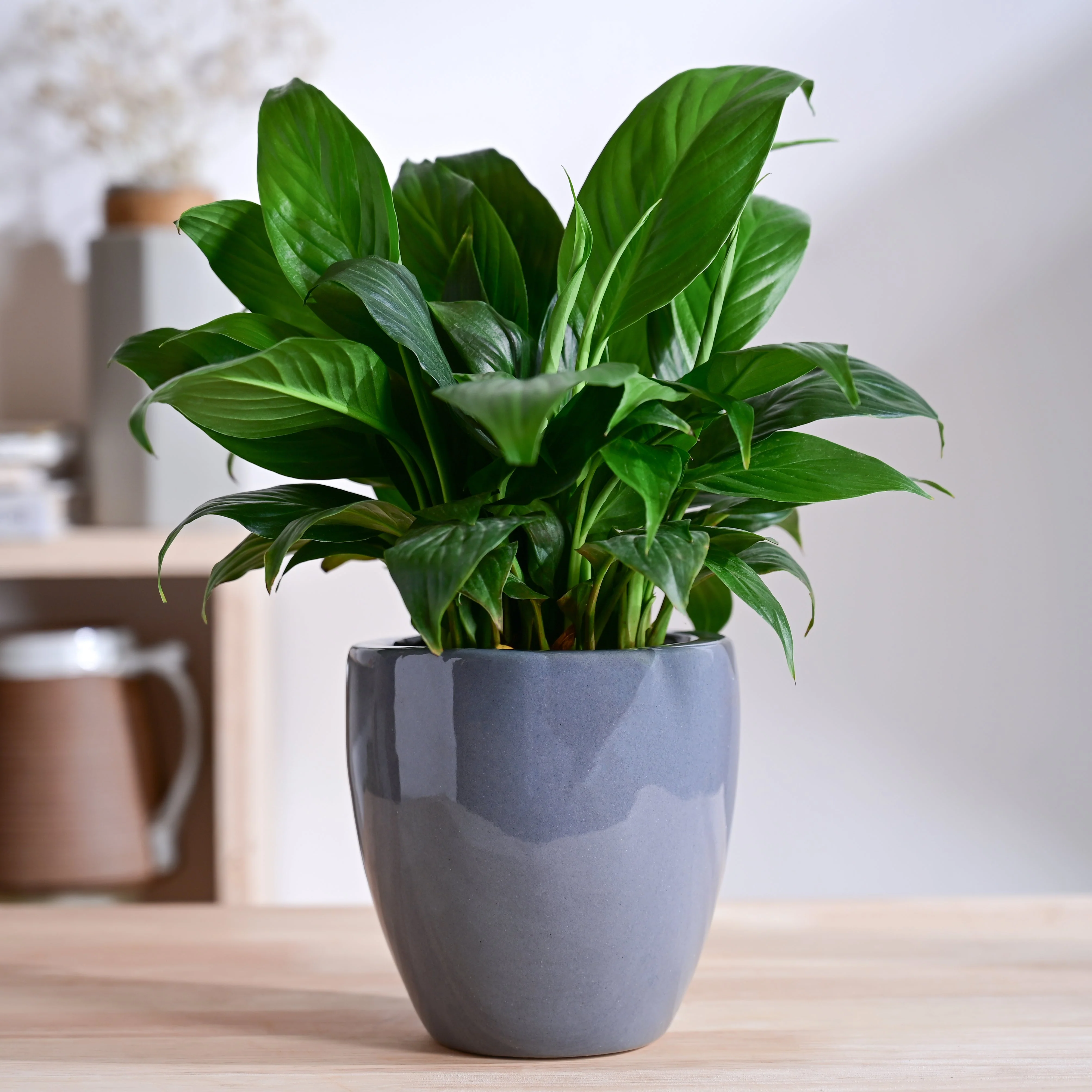 Nature's Hum Slim Ceramic Planter - Image 17