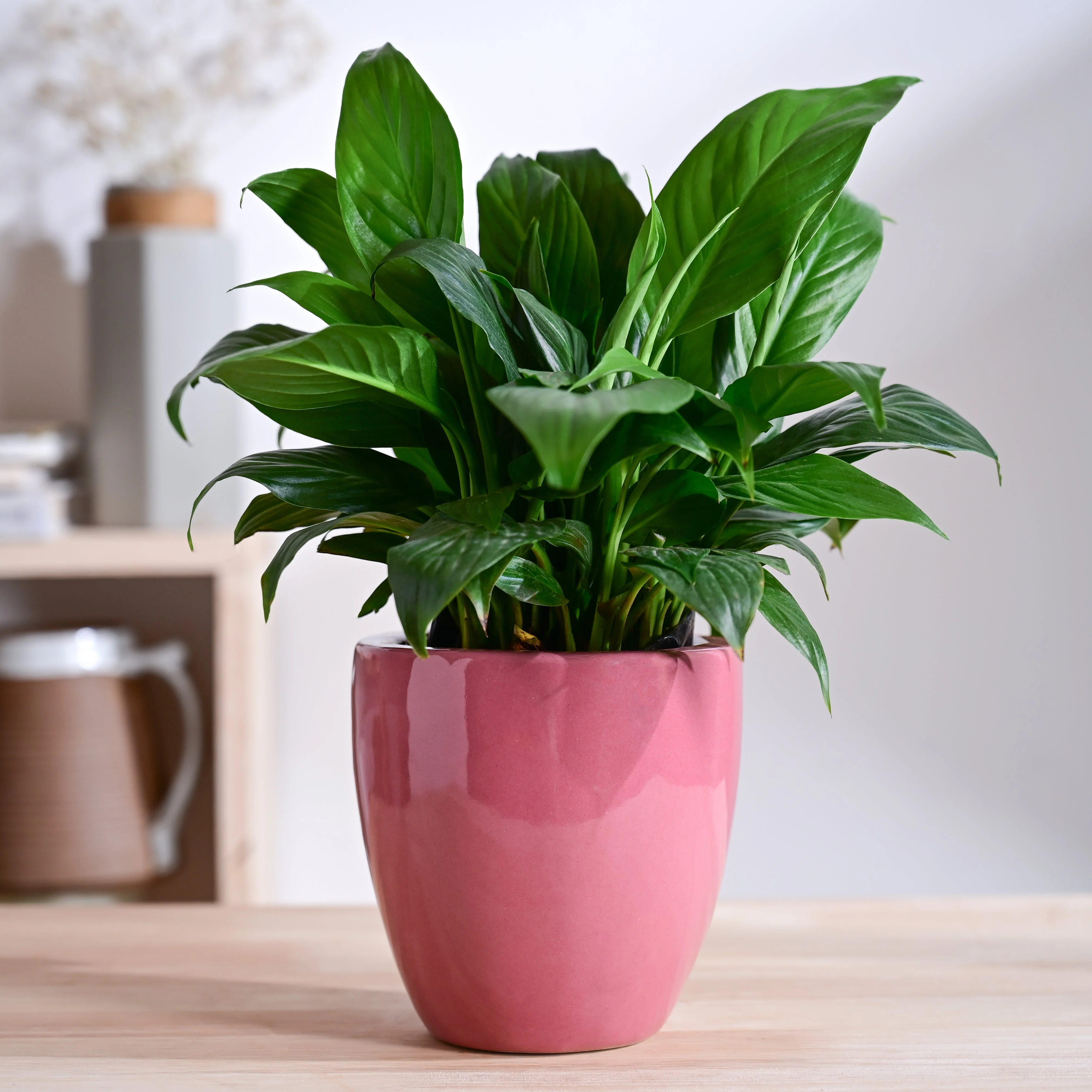 Nature's Hum Slim Ceramic Planter - Image 25