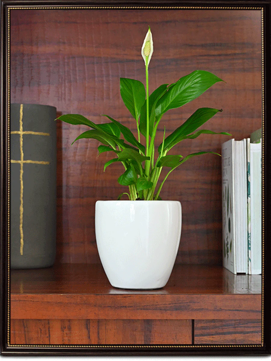 Nature's Hum Slim Ceramic Planter - Image 33