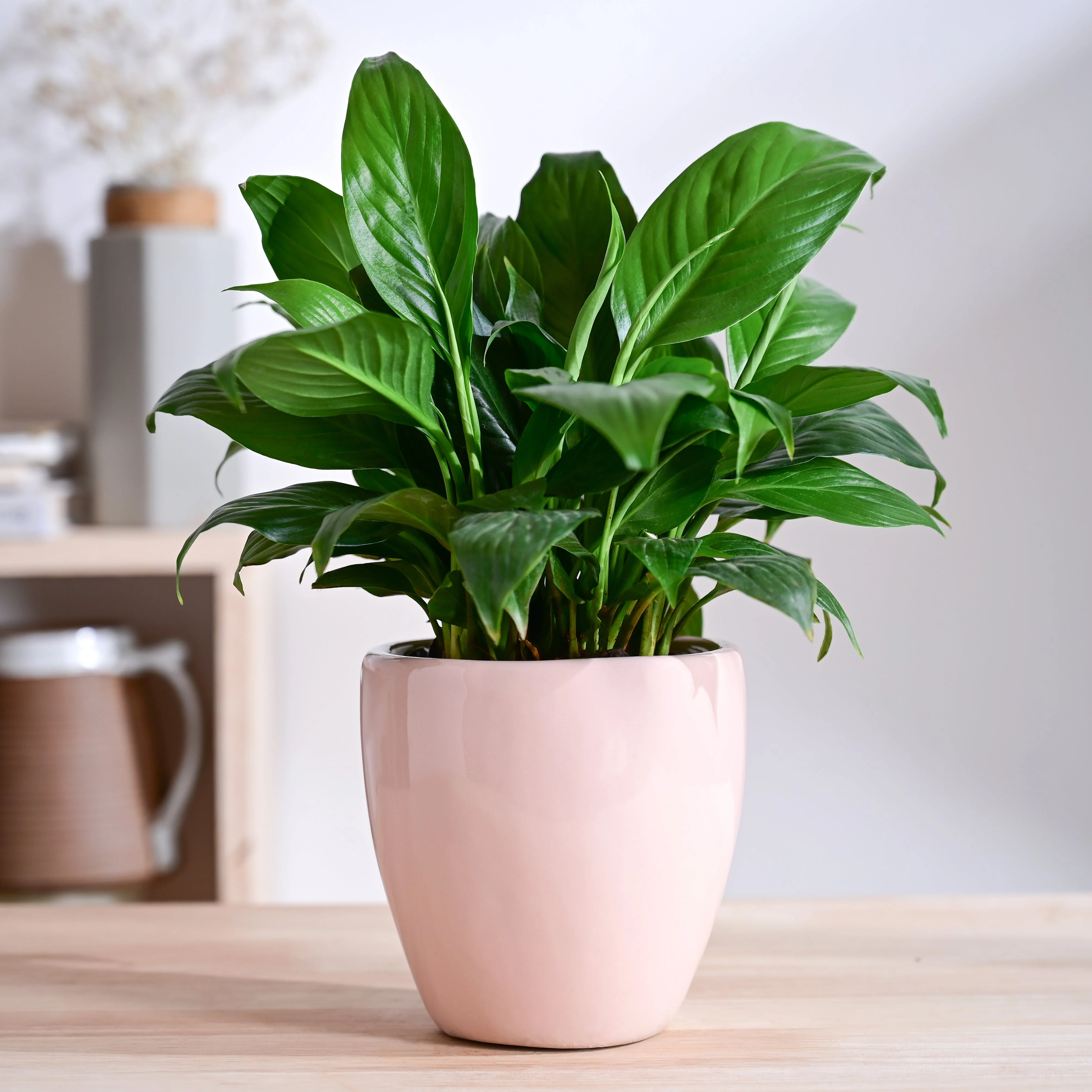 Nature's Hum Slim Ceramic Planter - Image 34