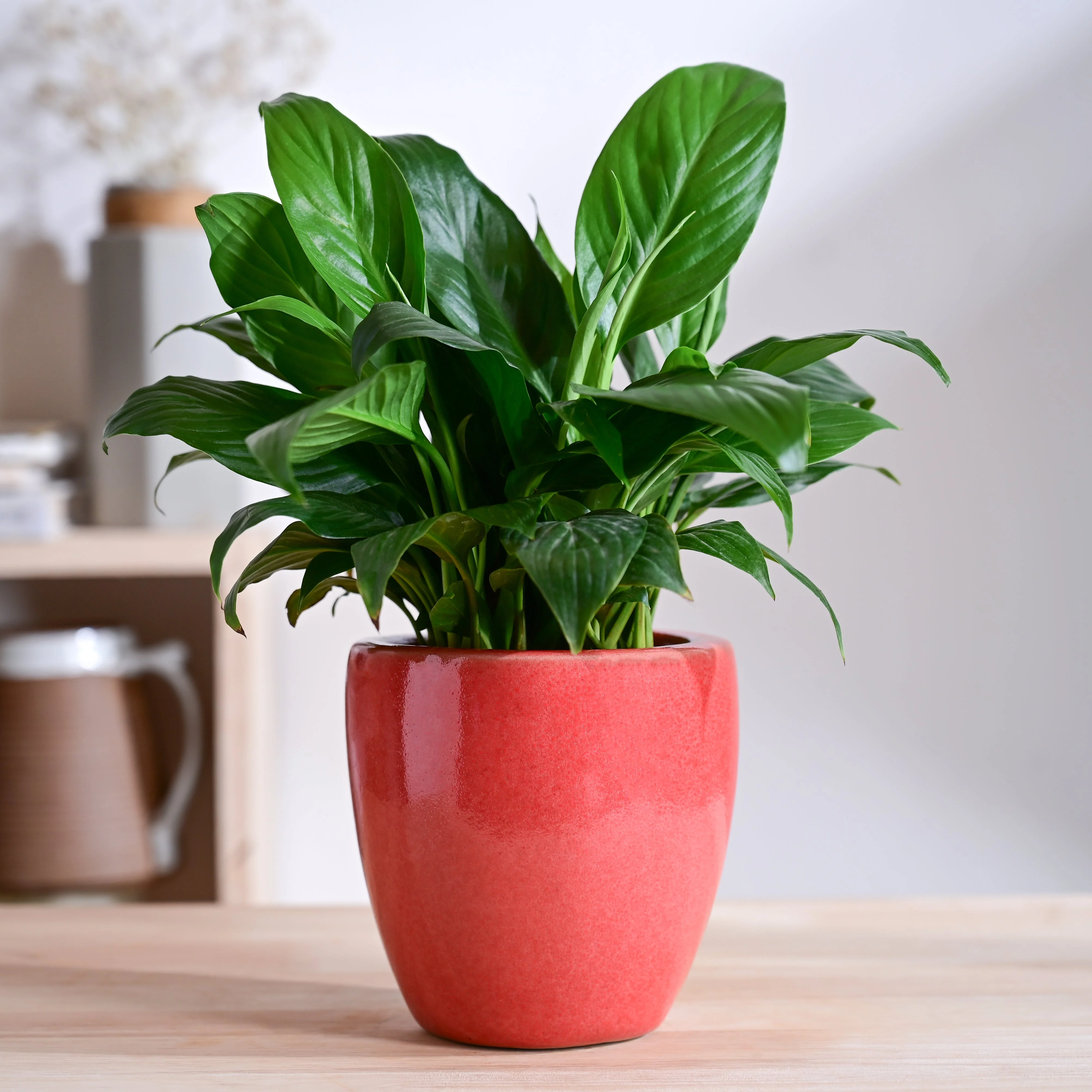 Nature's Hum Slim Ceramic Planter - Image 42
