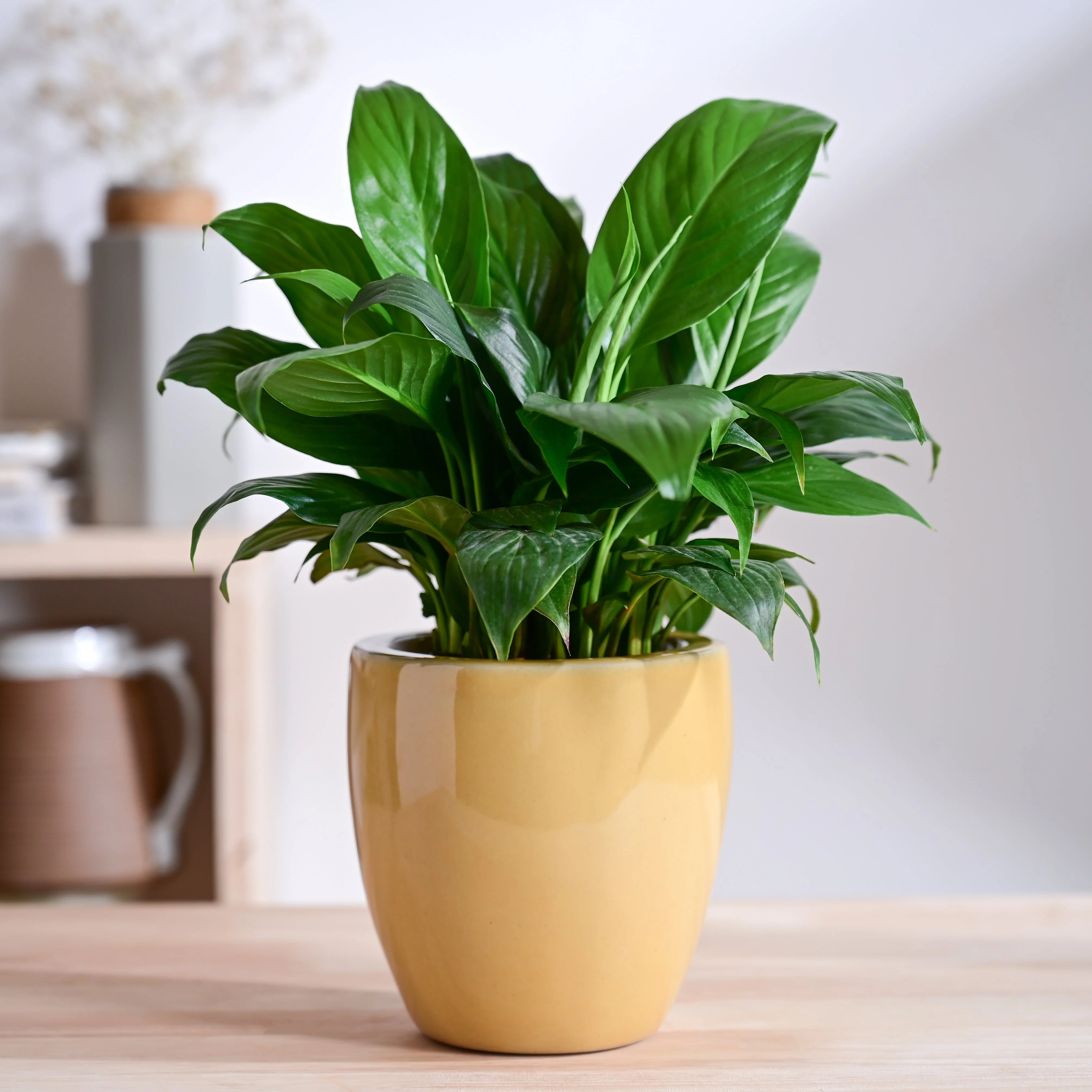 Nature's Hum Slim Ceramic Planter - Image 50