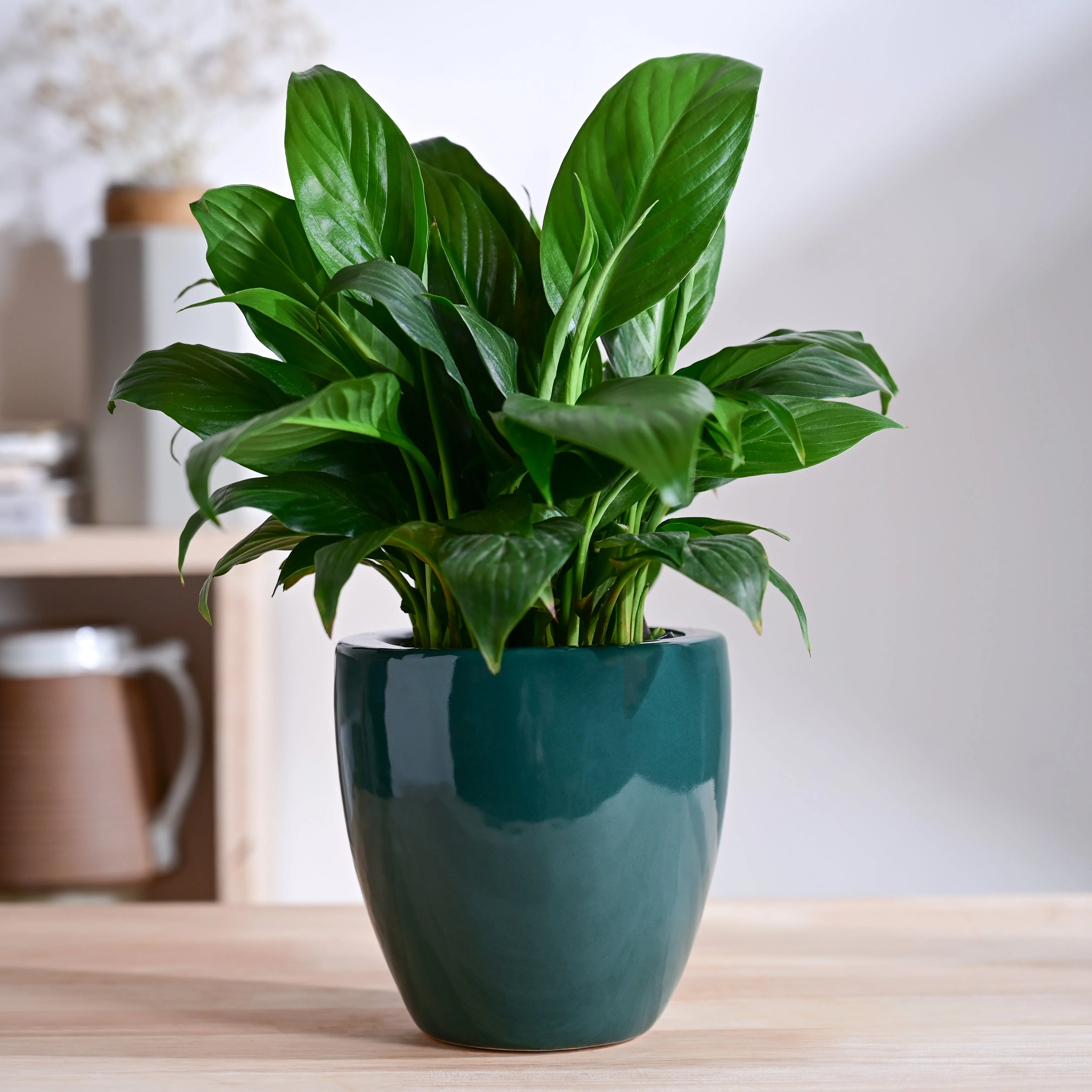 Nature's Hum Slim Ceramic Planter - Image 9