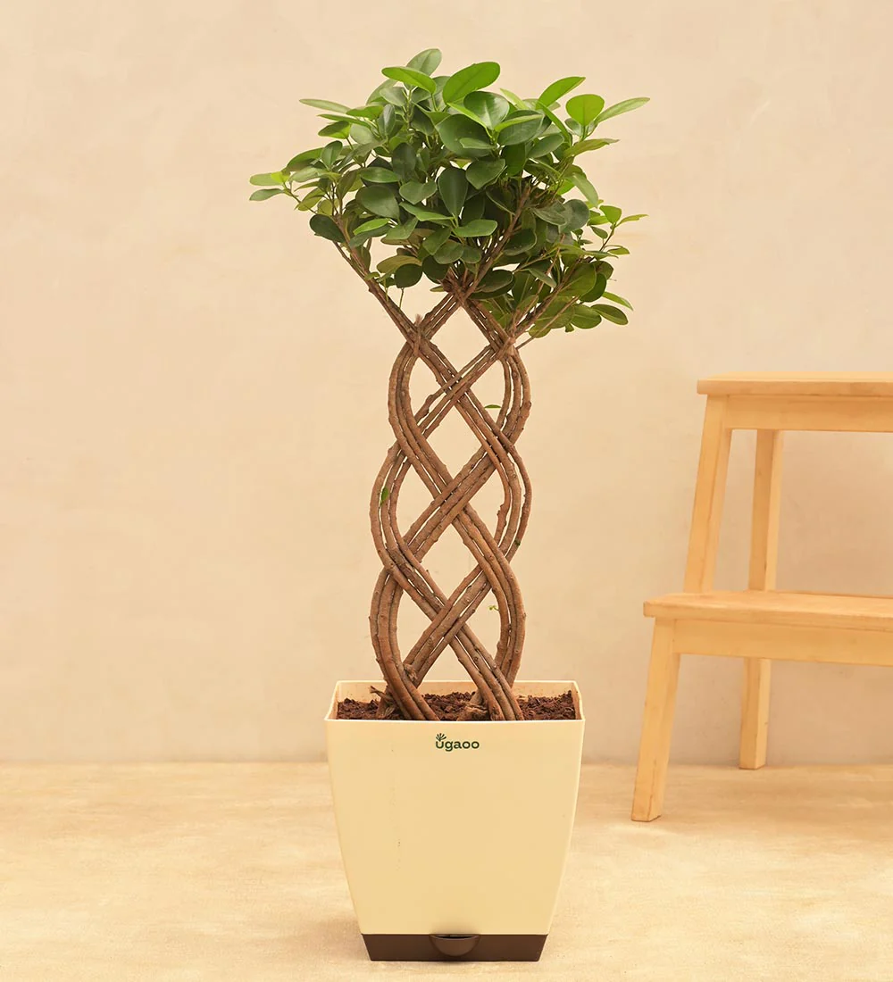 Netted Ficus Tree - Image 3