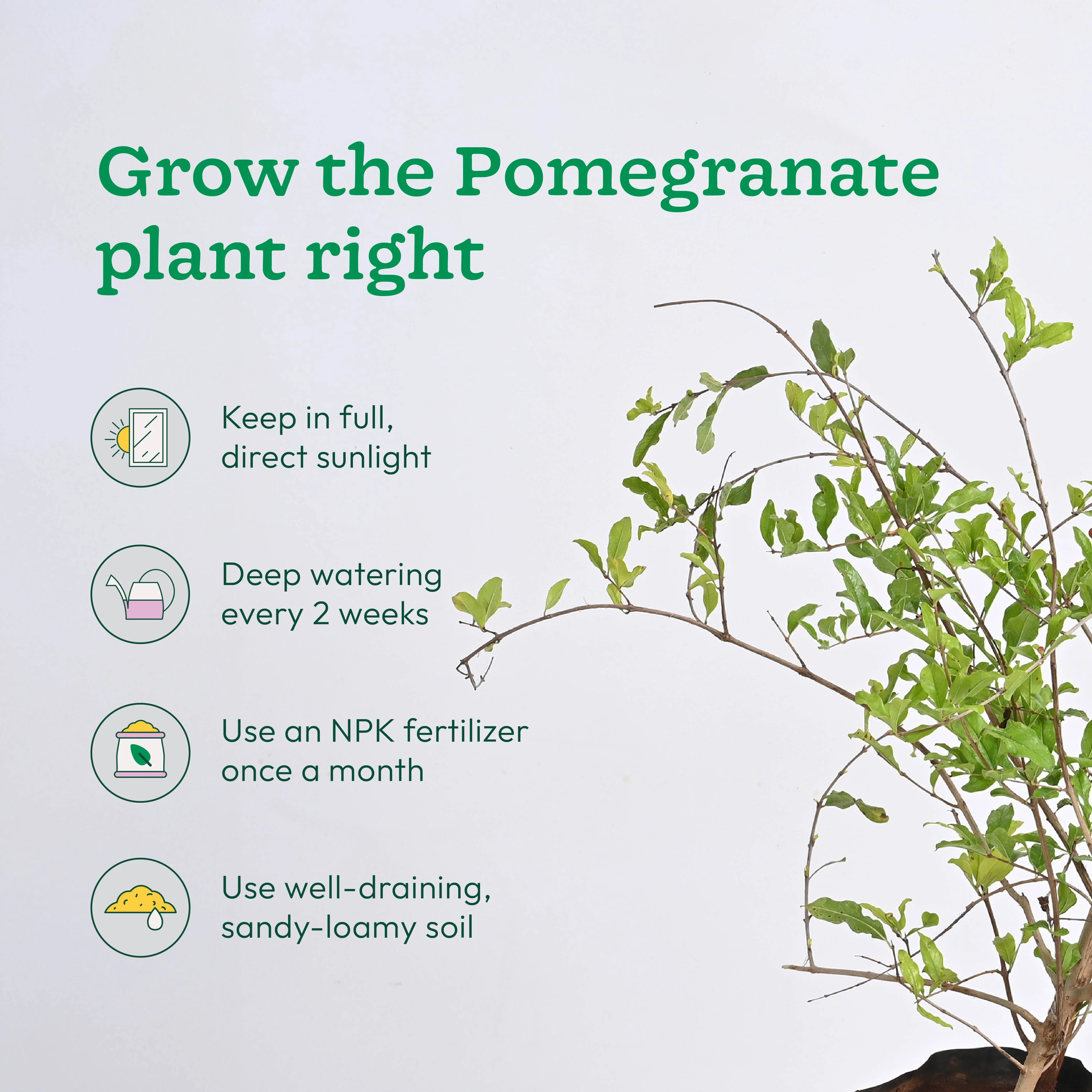 Chiku and Pomegranate Fruit Plant Combo with Grow Bag - Image 3