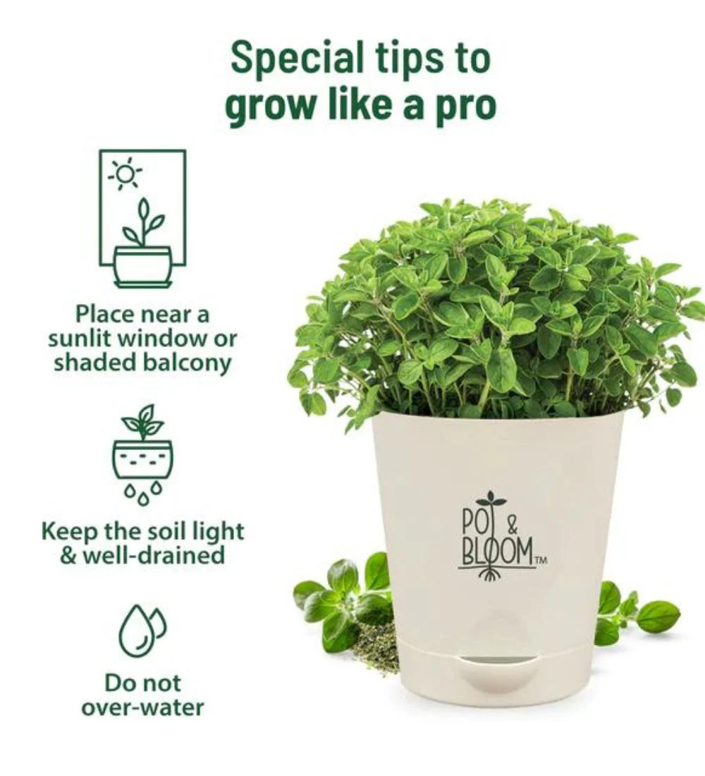 Oregano Grow Kit - Image 3