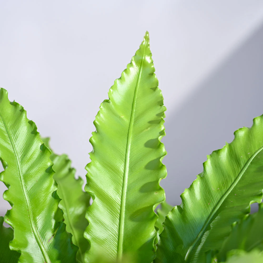 Osaka Bird Nest Fern - Image 12