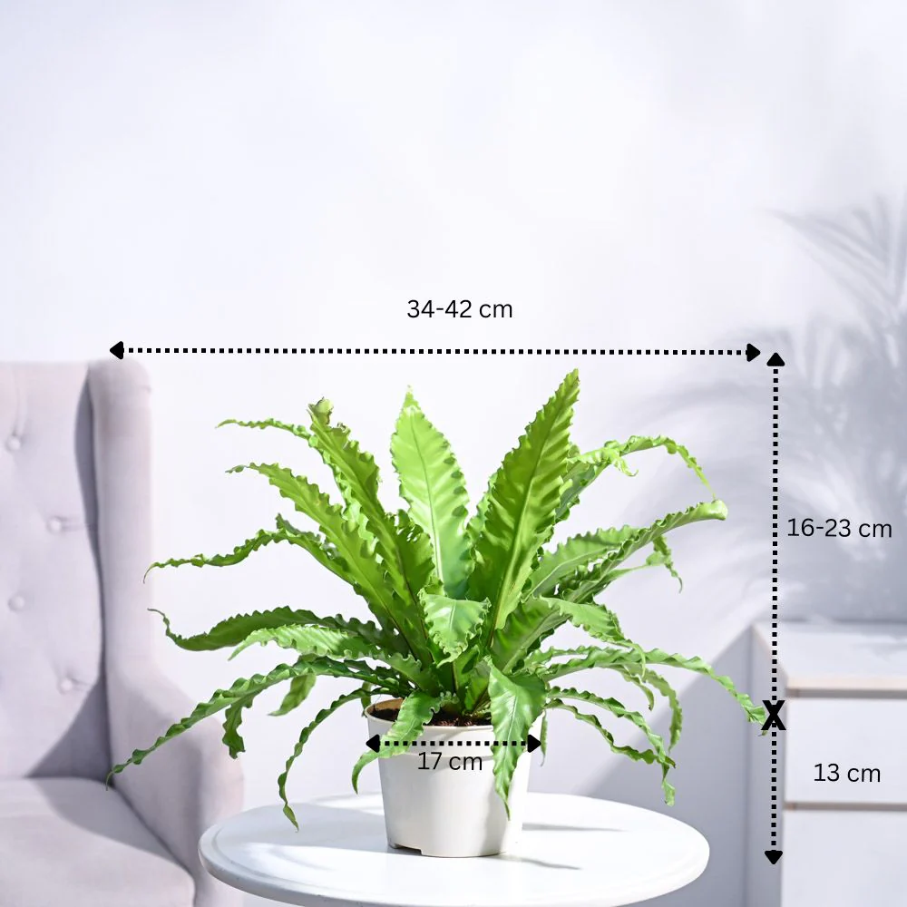 Osaka Bird Nest Fern - Image 14