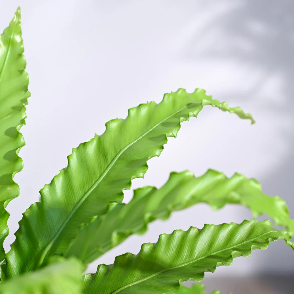 Osaka Bird Nest Fern - Image 30