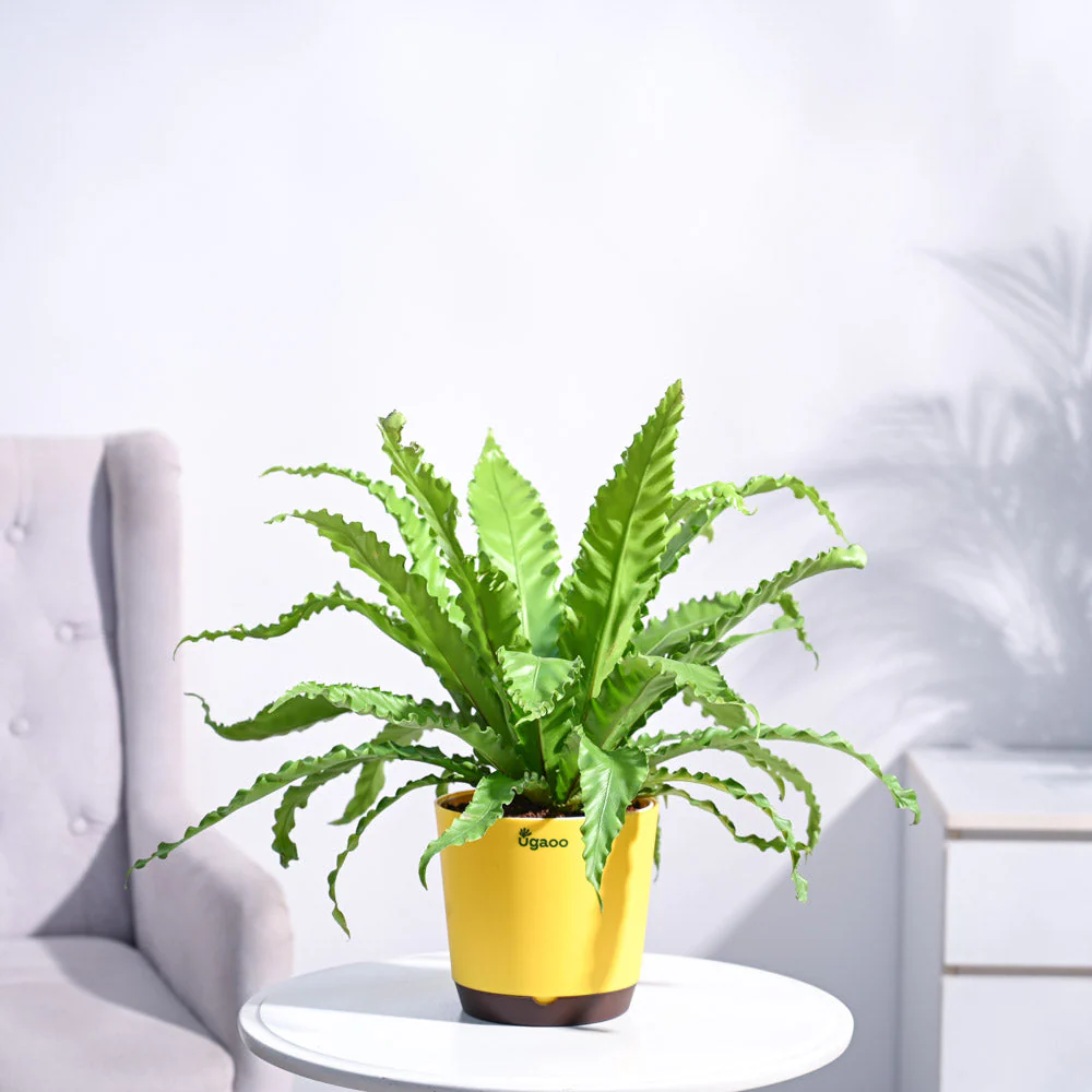 Osaka Bird Nest Fern - Image 4