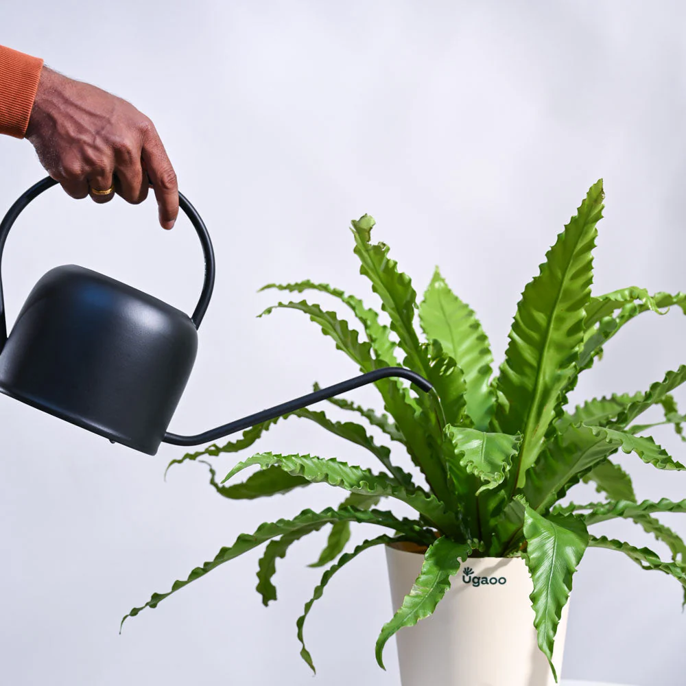 Osaka Bird Nest Fern - Image 42