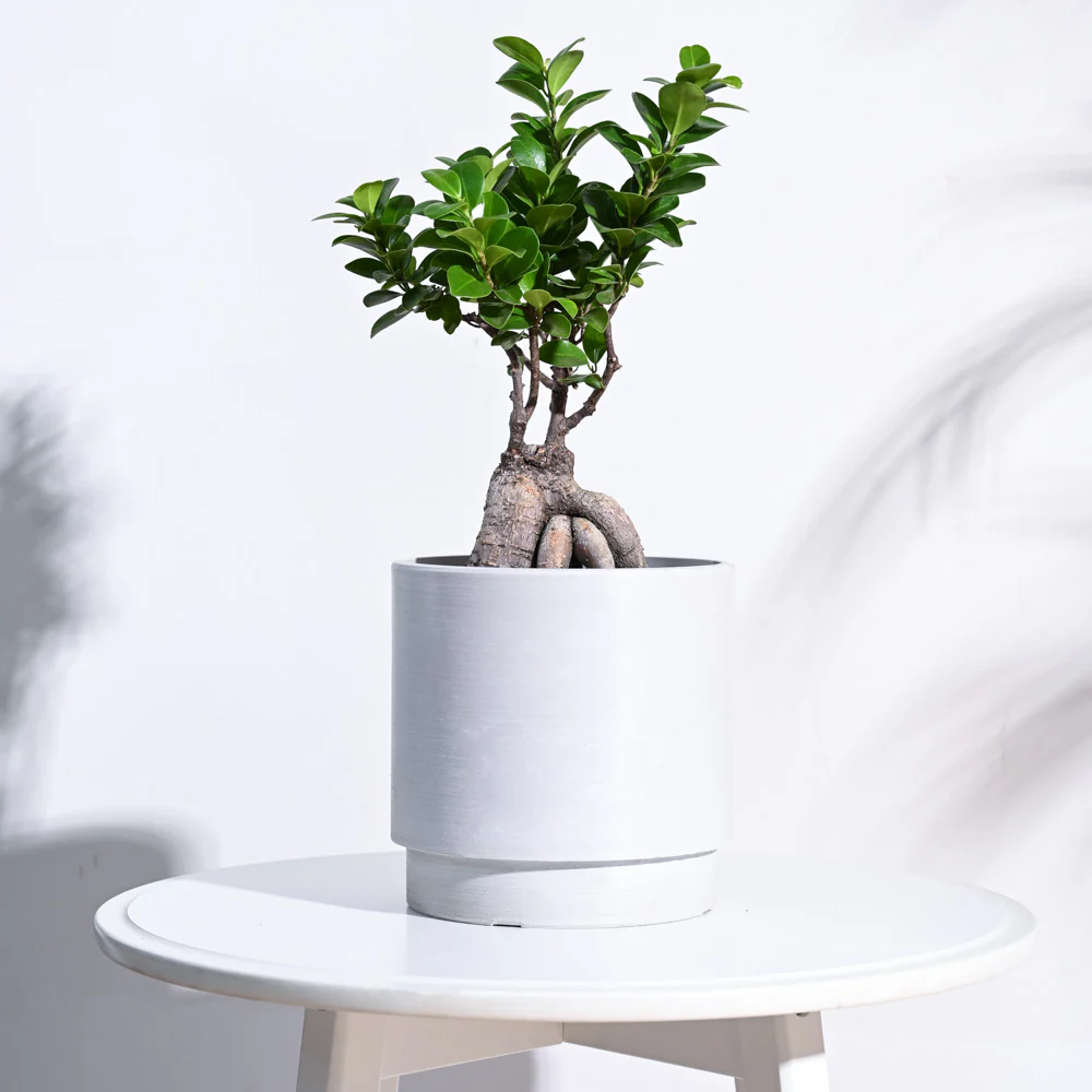Oslo Planter - Image 36