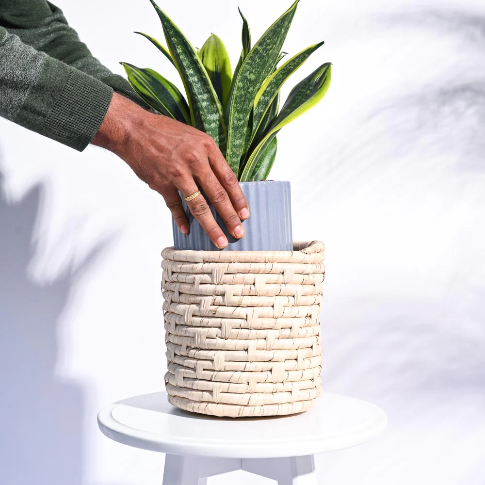 Palm Leaf Planter - Image 4