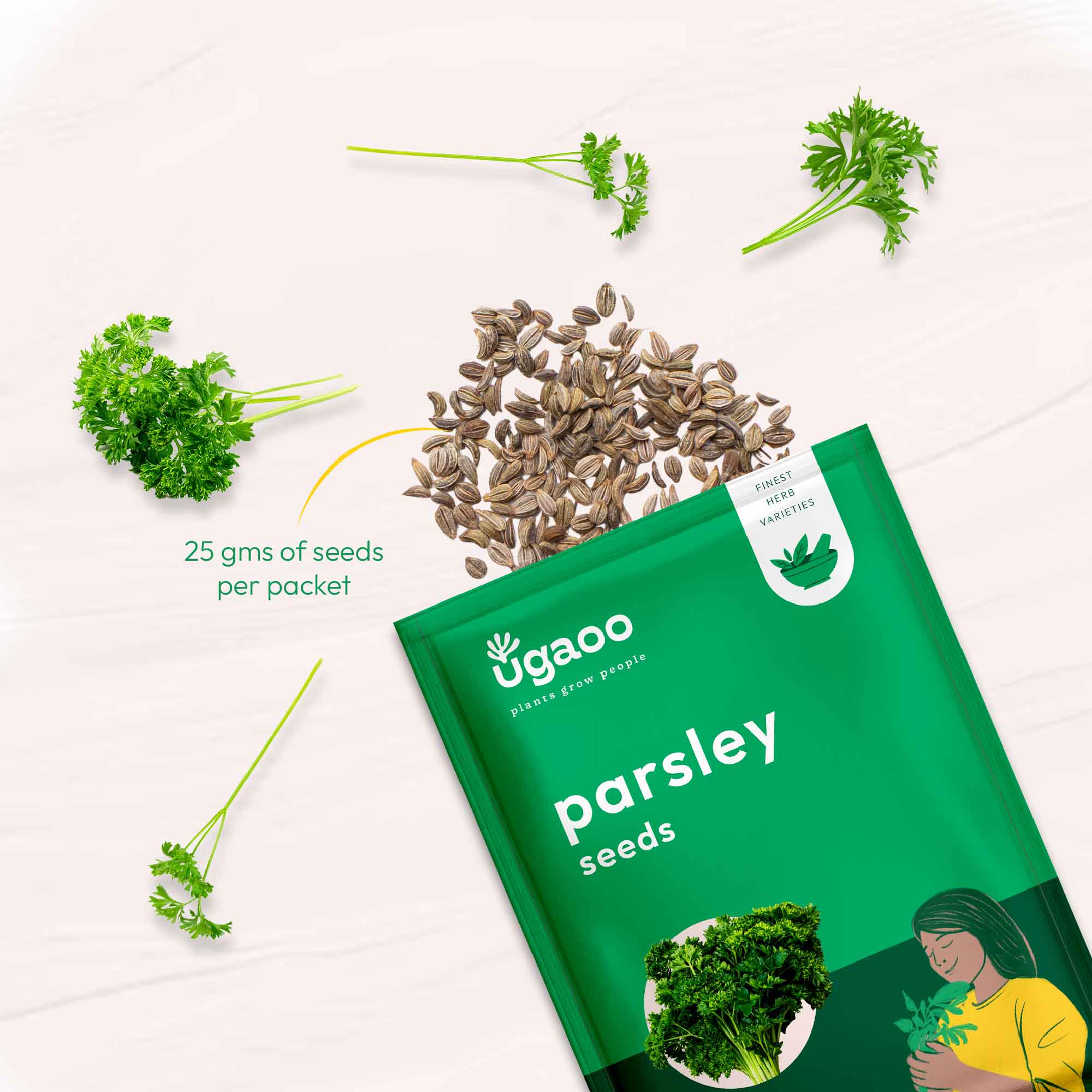 Parsley Seeds - Image 12