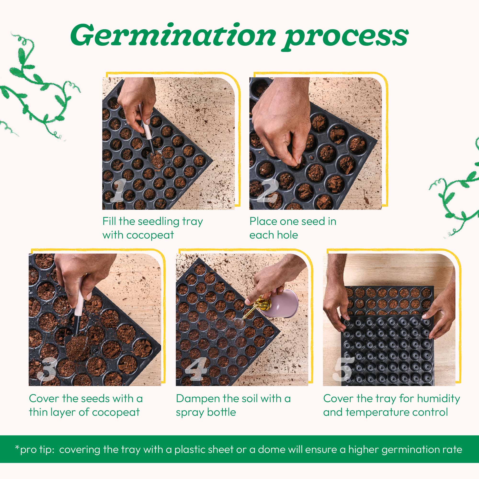 Parsley Seeds - Image 4
