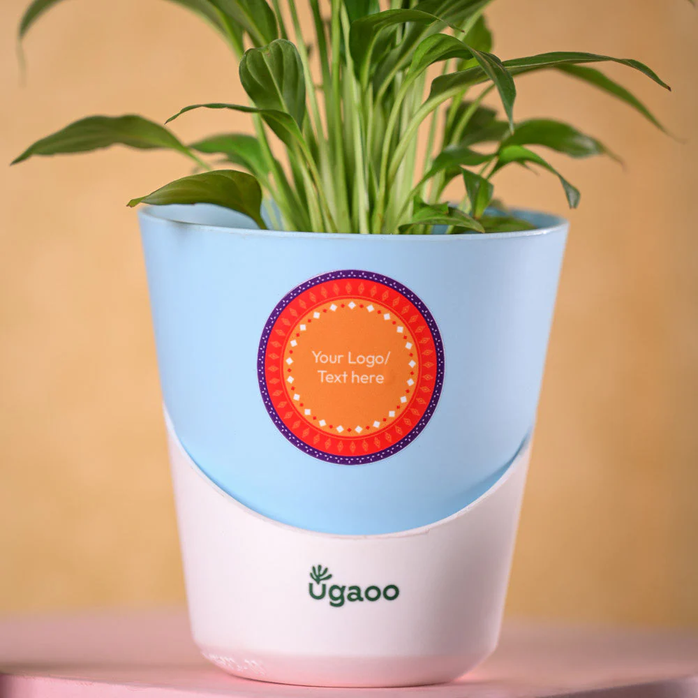 Peace lily and Smoor chocolates Diwali Gift hamper - Image 3