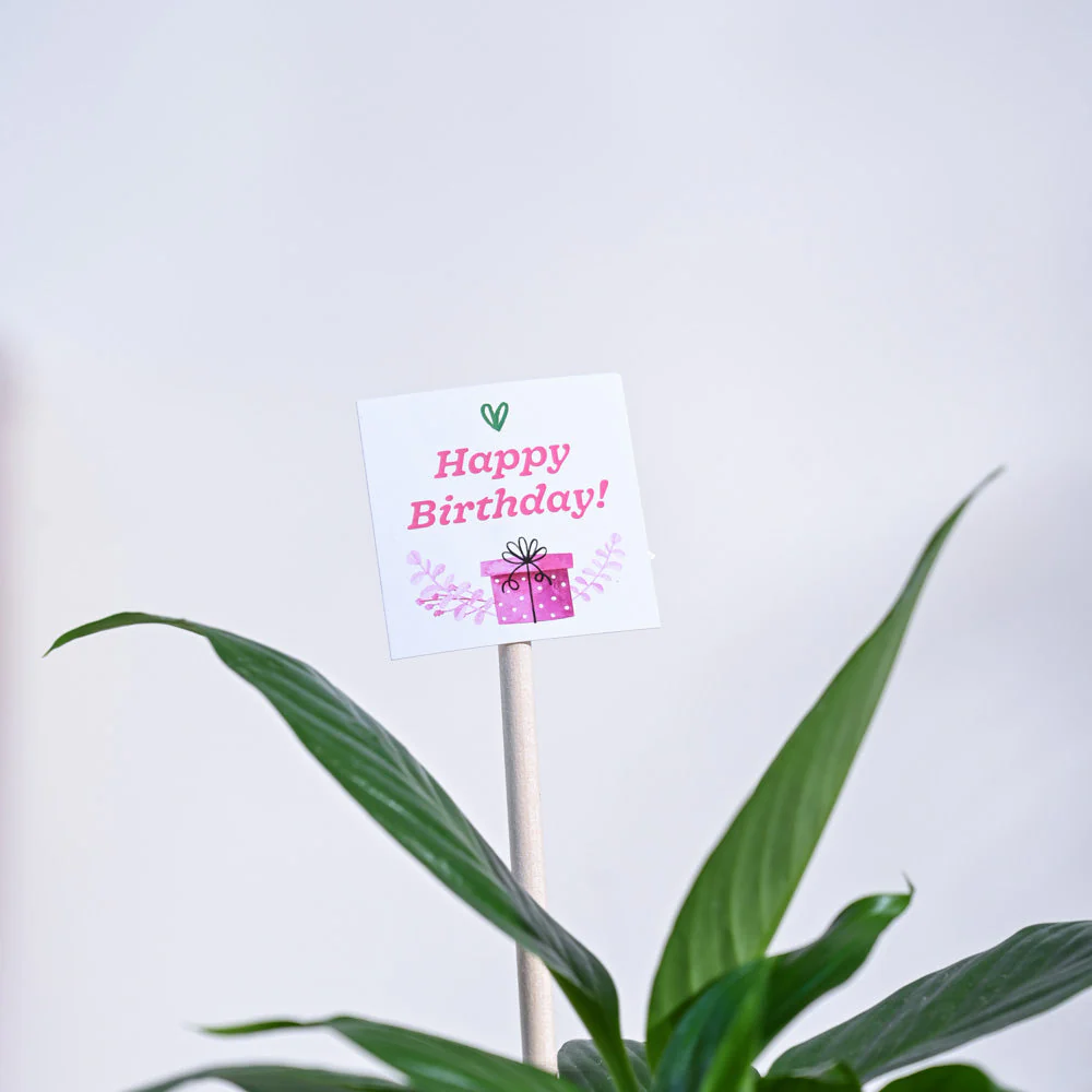 Peace Lily Birthday Gift Hamper - Image 5