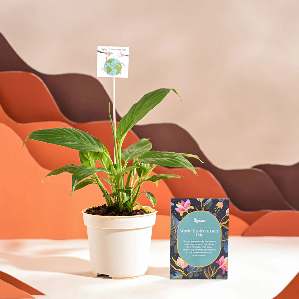 Peace Lily For Environment Day Gifting - Image 38