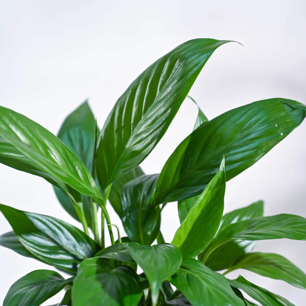 Peace Lily For Environment Day Gifting - Image 48