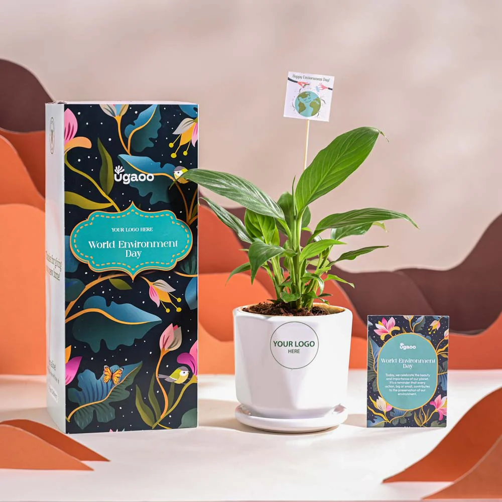 Peace Lily For Environment Day Gifting - Image 49