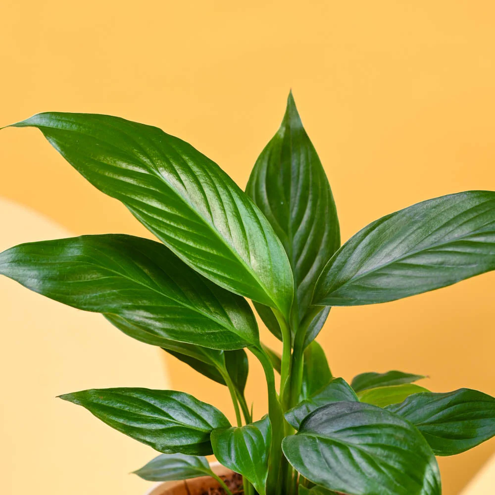 Peace Lily For Mother's Day Gifting - Image 5