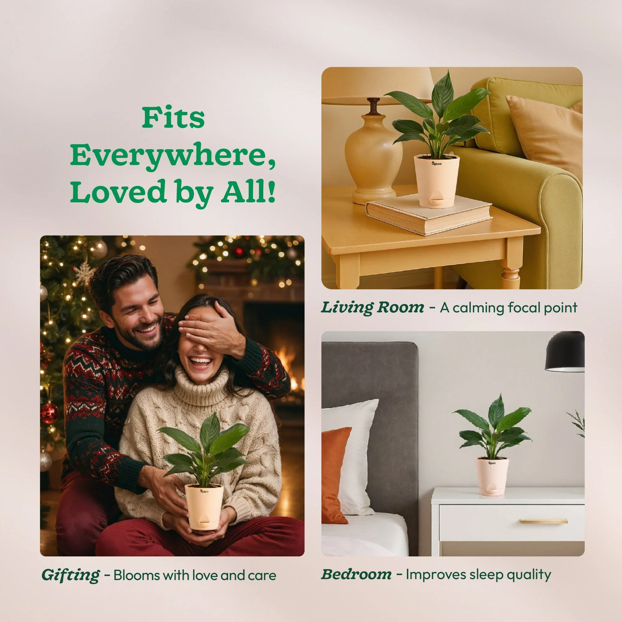 Peace Lily Plant - Image 130