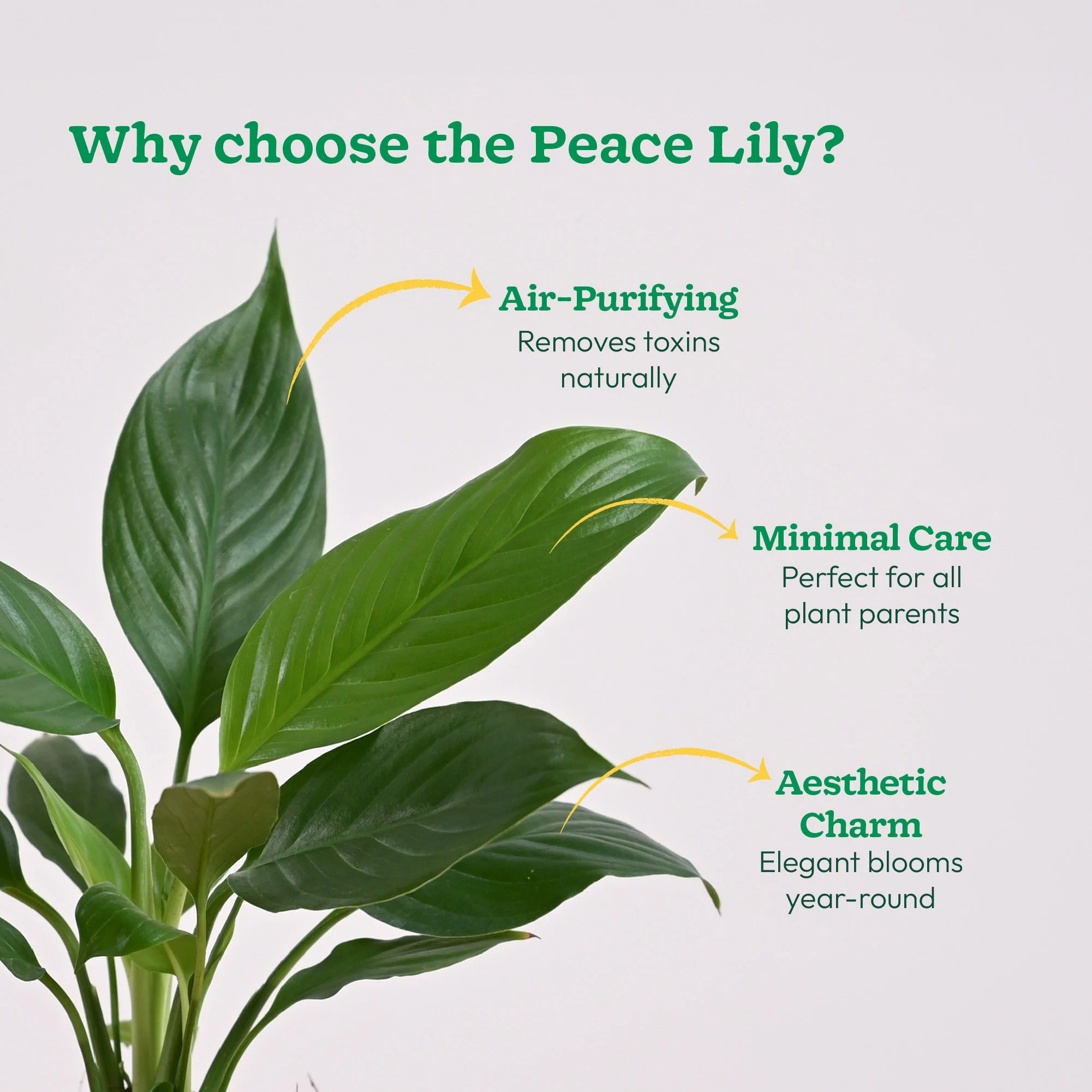 Peace Lily Plant - Image 147