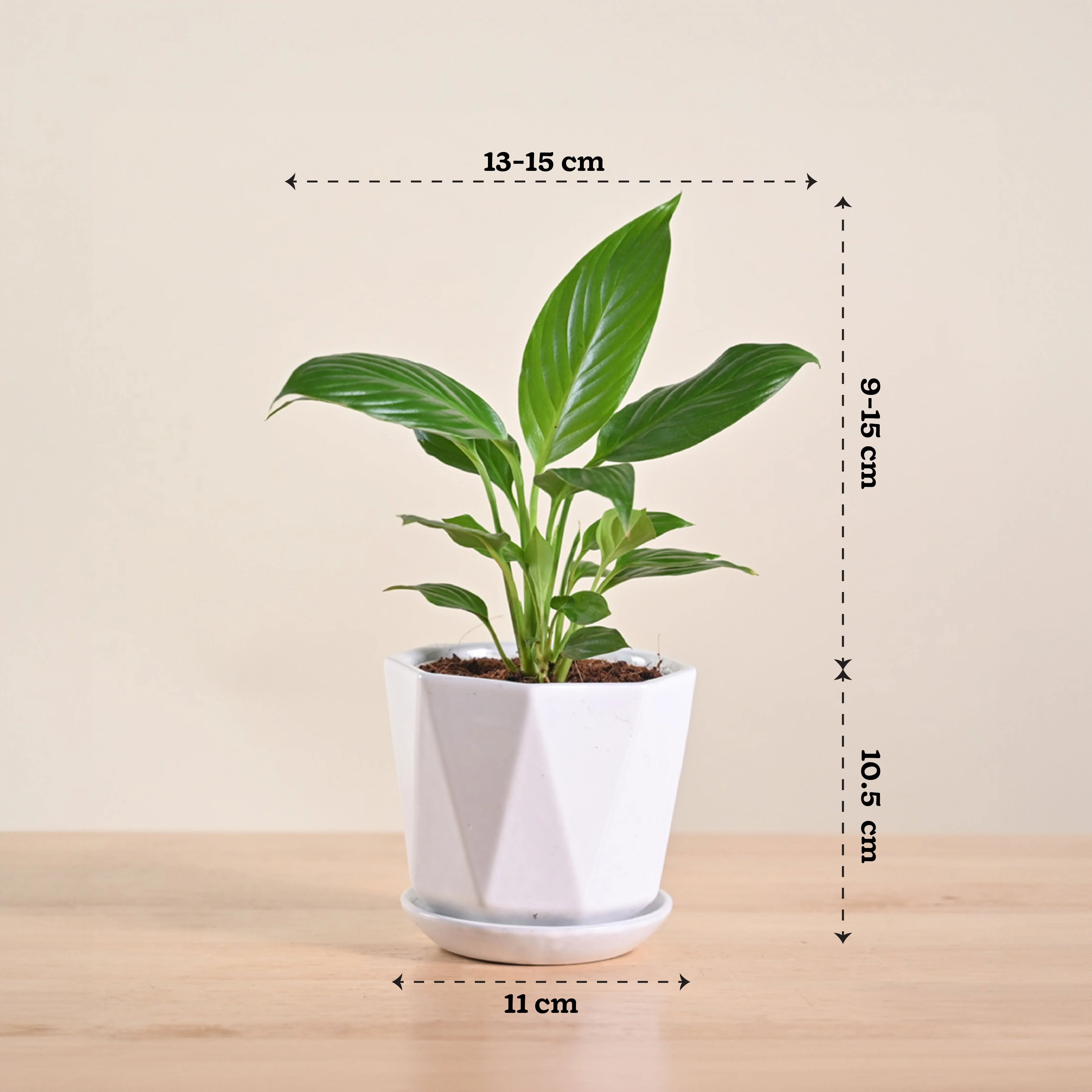 Peace Lily Plant - Image 182
