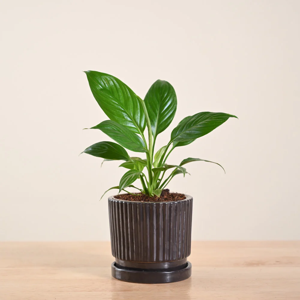 Peace Lily Plant - Image 189